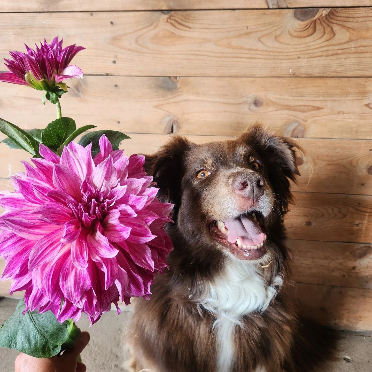 This is Roxy, our 9 year old Australian Shepherd. 
You probably won't ever see her when you visit the farm as she takes her guarding job very seriously!
She LOVES playing frisbee, hanging out by the greenhouse and she is a great moral support for ear
