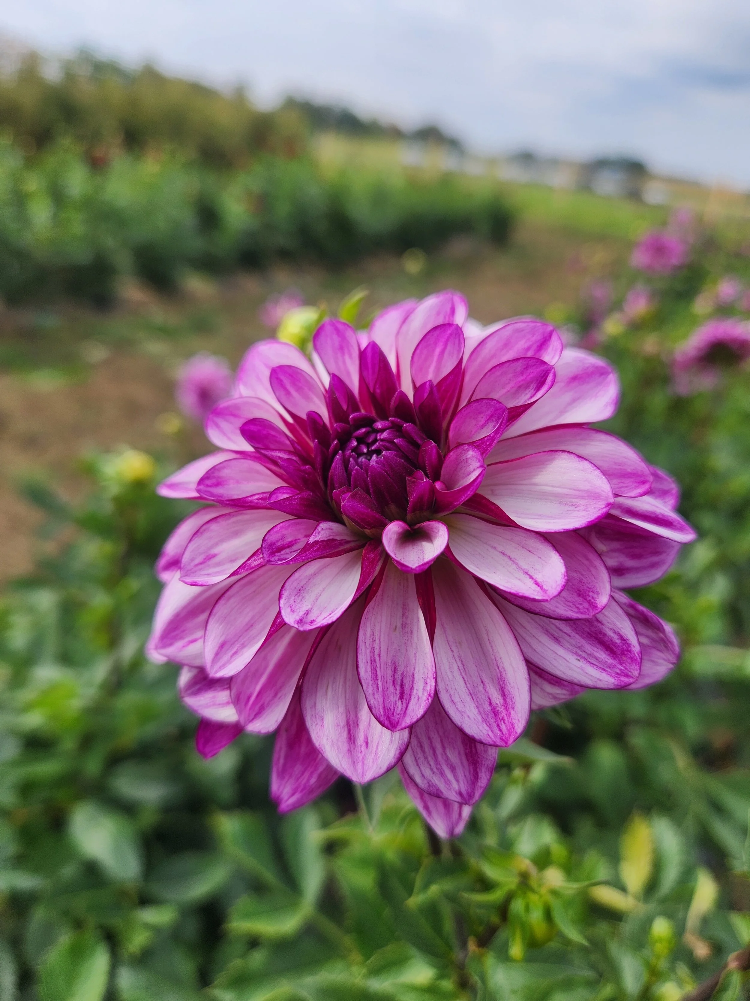 Seduction Dahlia Tuber