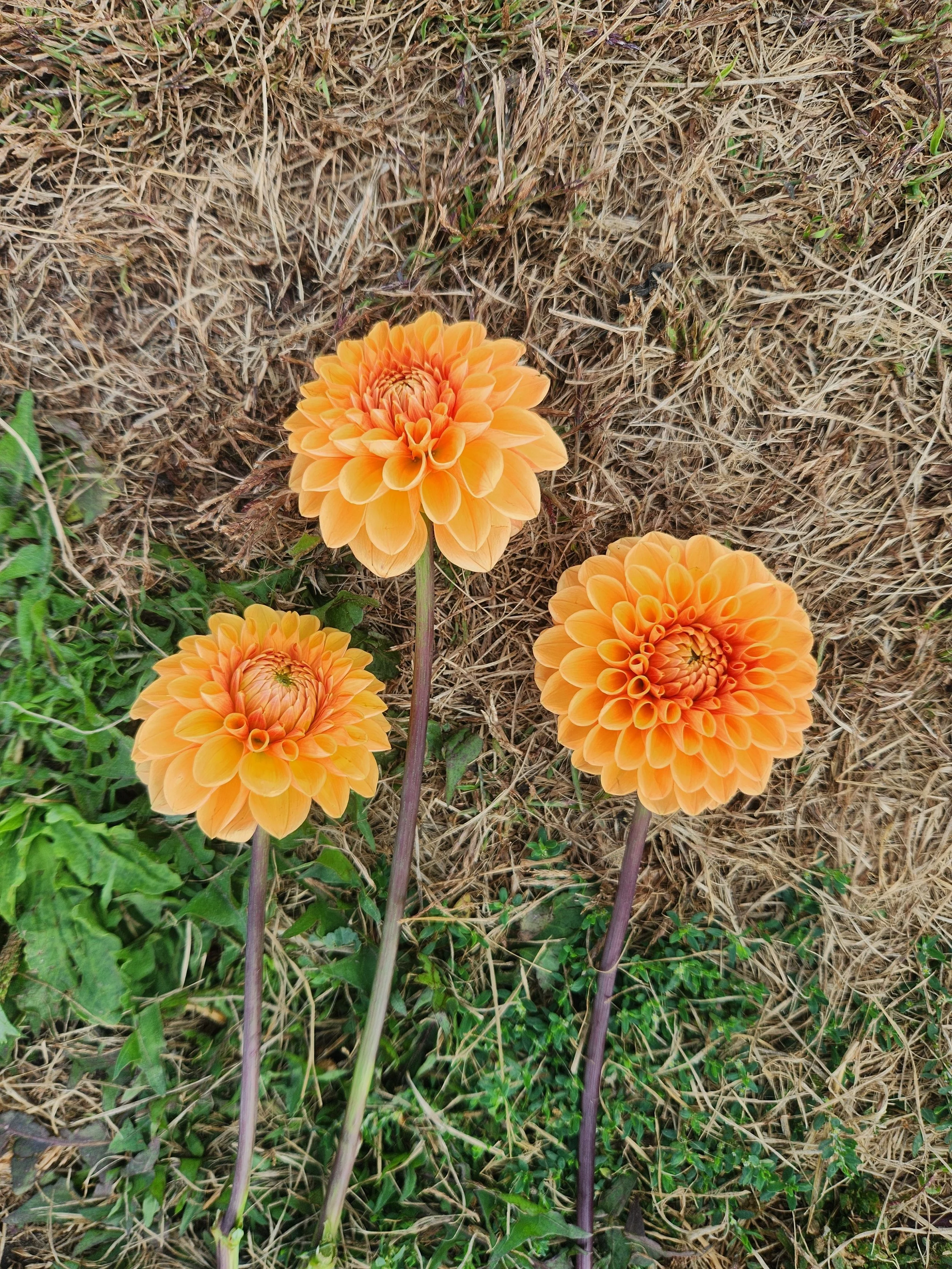 20240912_105830 (1).jpg