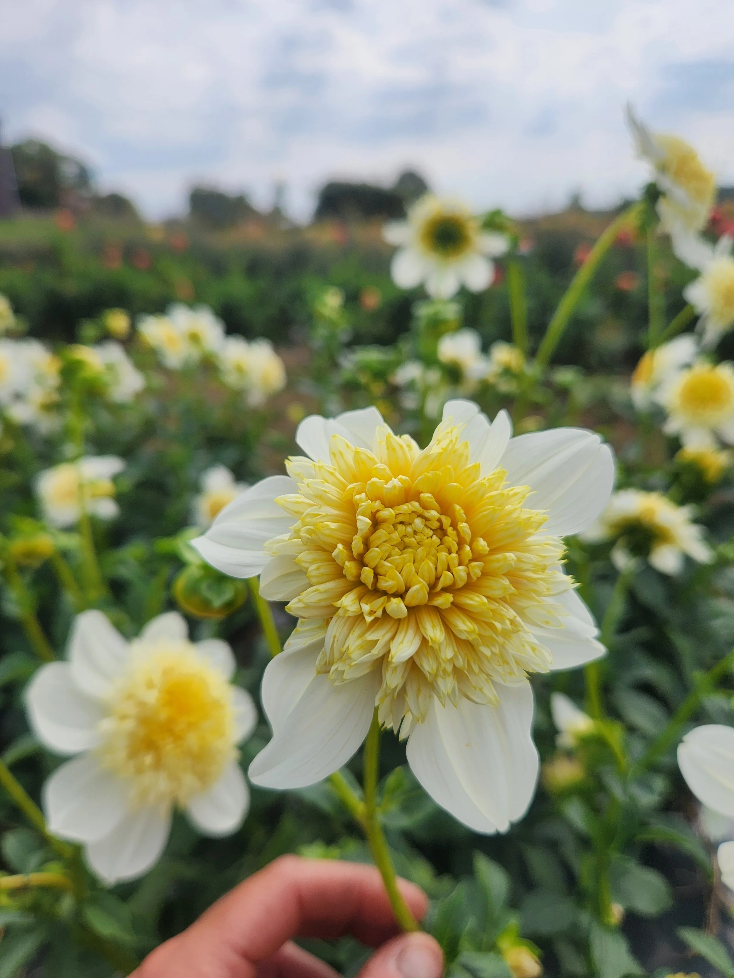 Platinum Blonde Dahlia Tuber