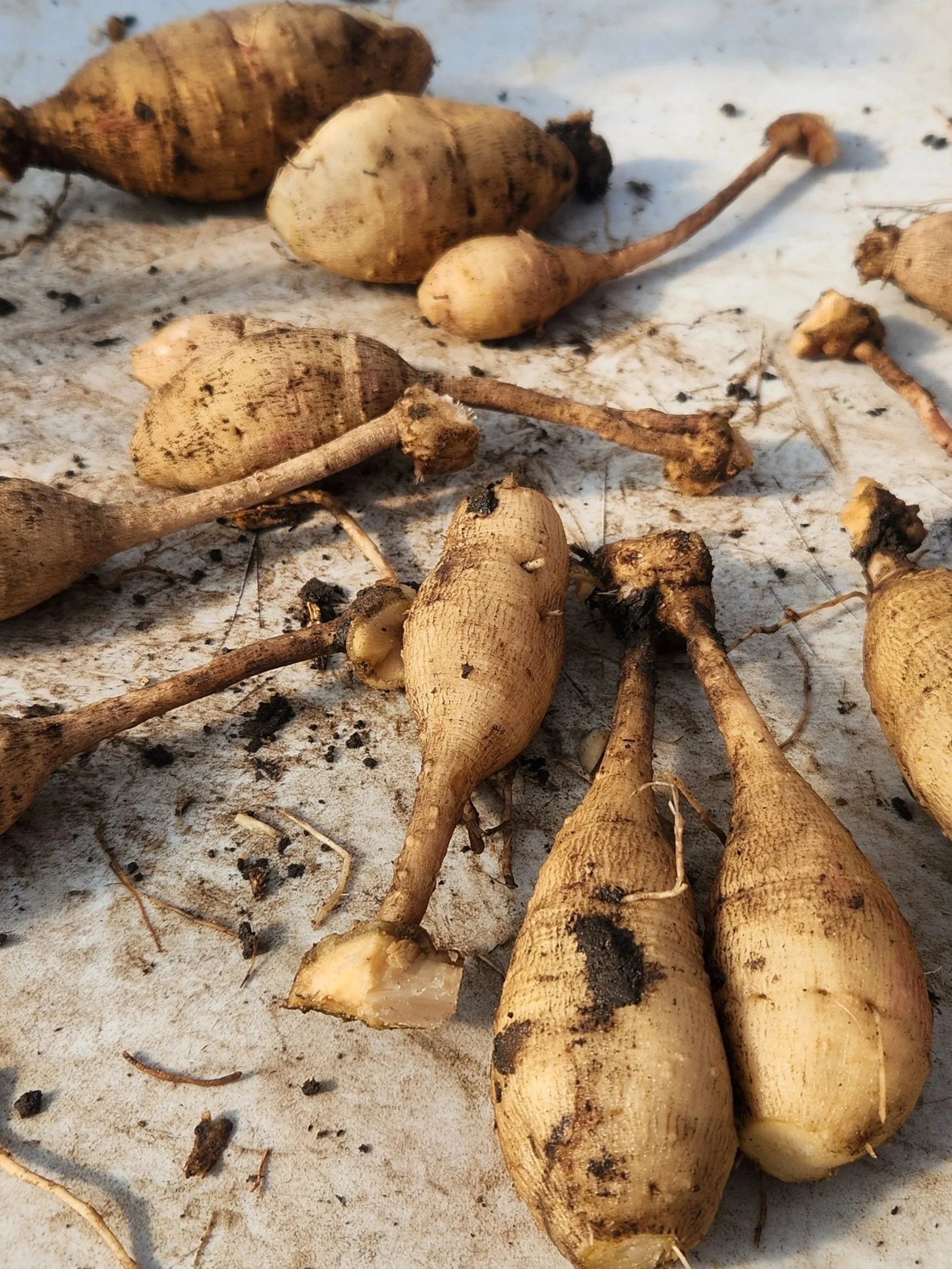 20251023_111942.jpg (Copy)