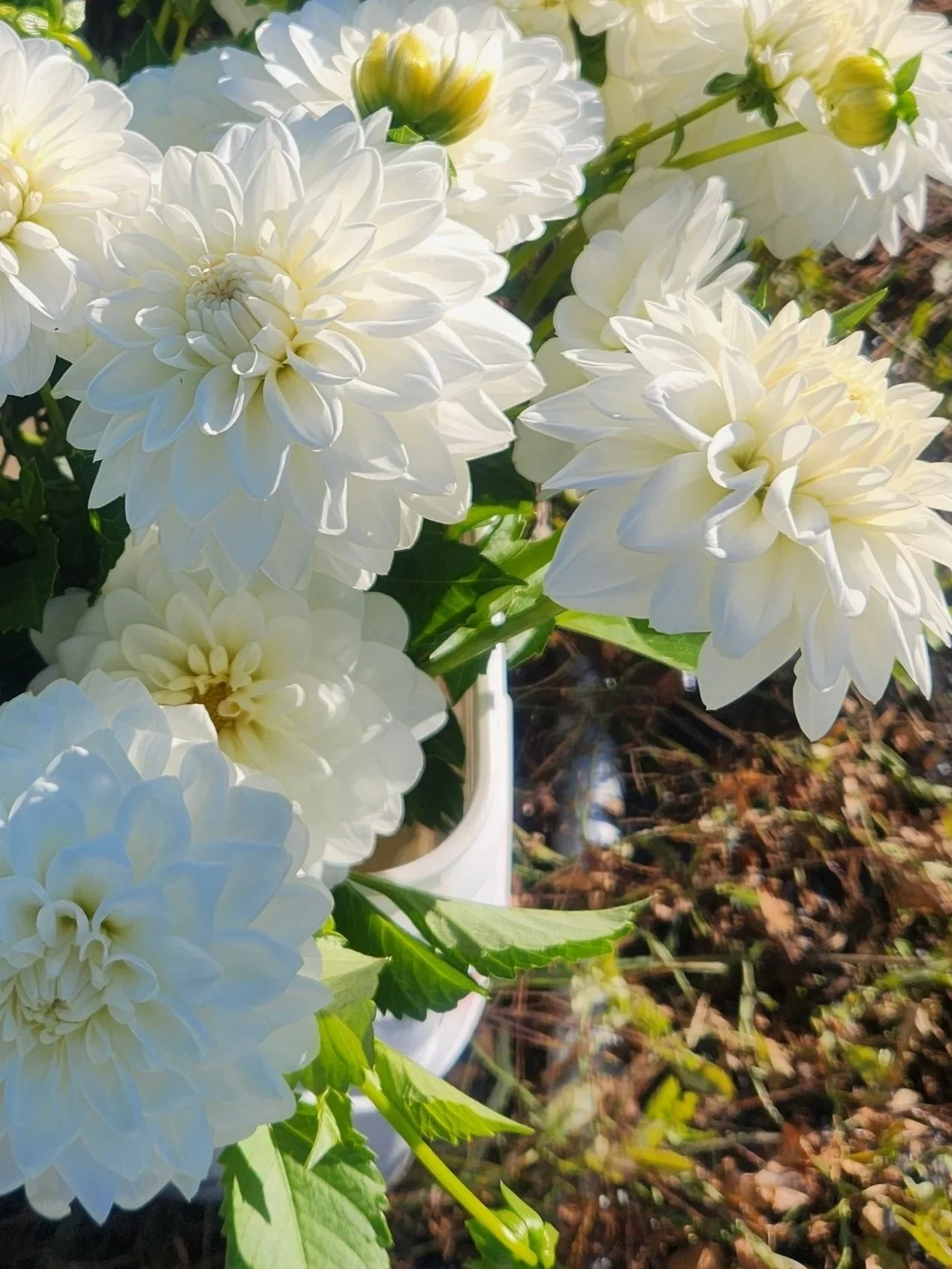 Blizzard Dahlia Tuber - Sale starts in January