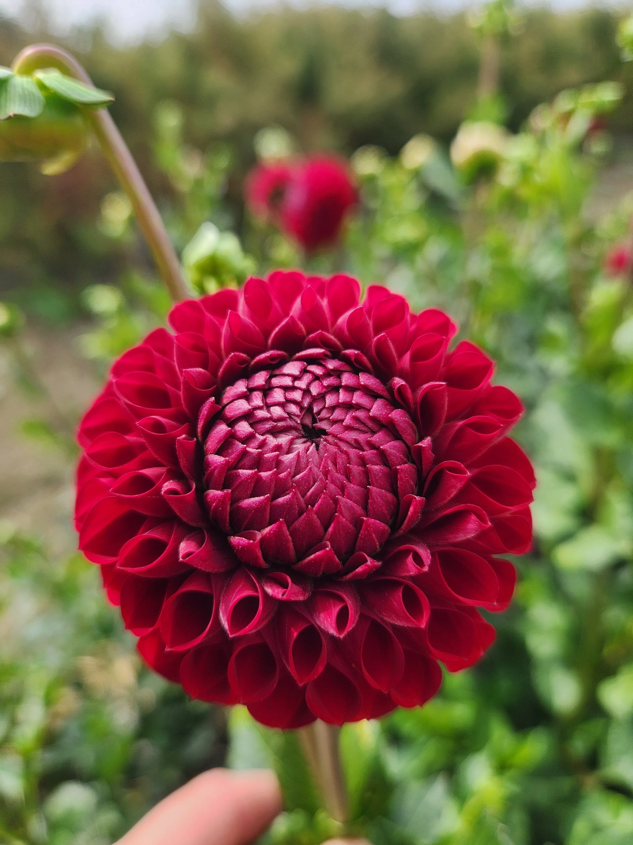 Cornel Dahlia Tuber - Sale starts in January