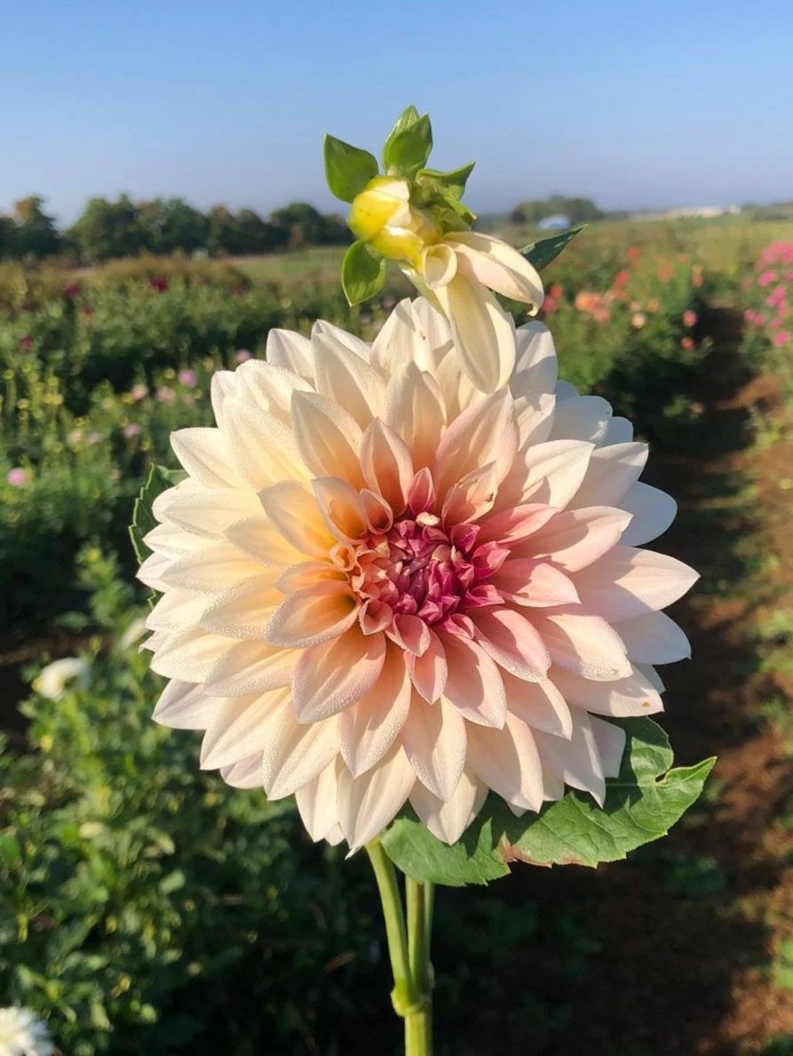 Cafe au Lait Dahlia Tuber - Sale starts in January