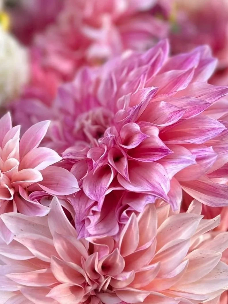 Cafe au Lait Royal Dahlia Tuber