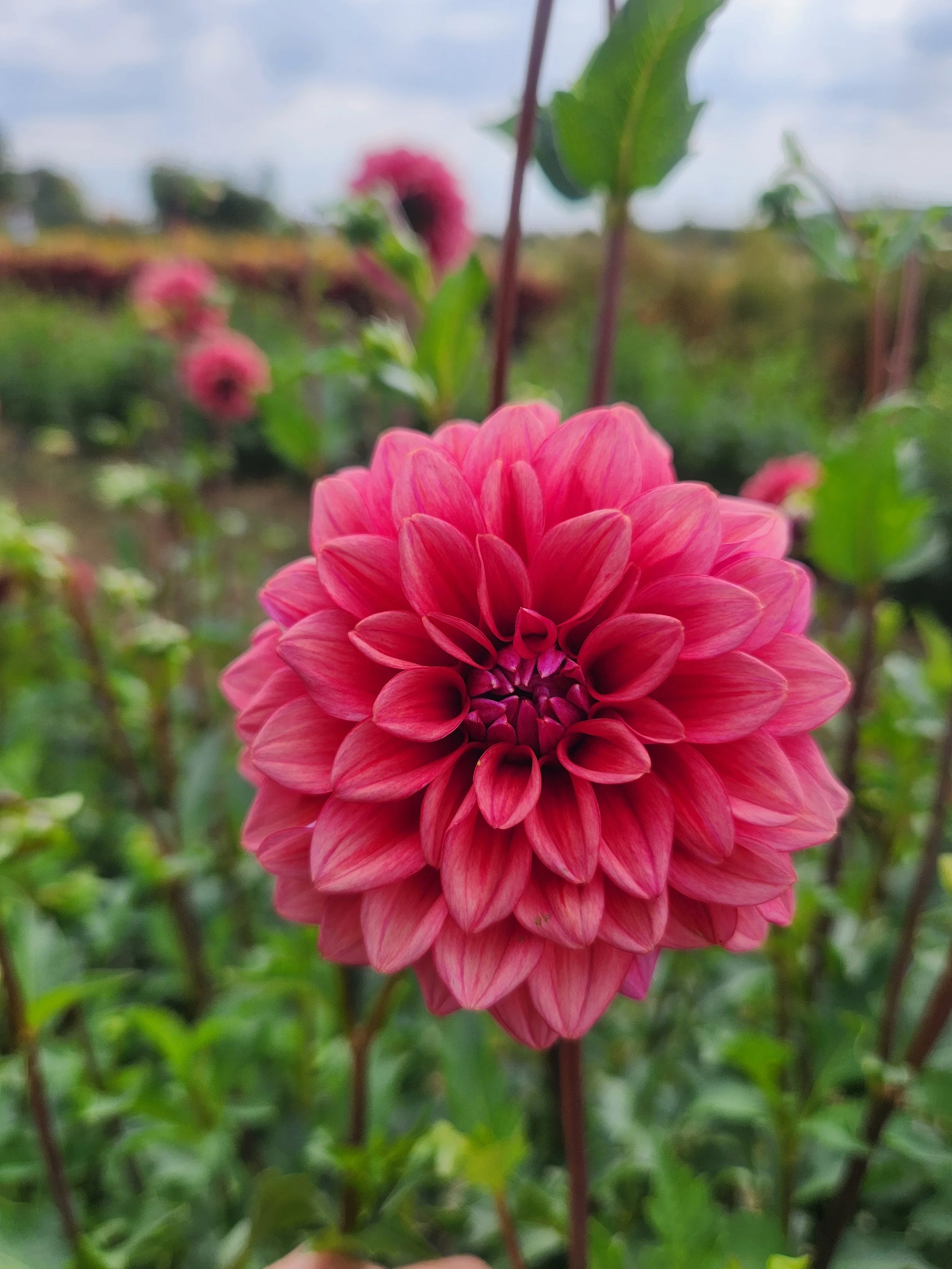 Mystique Dahlia Tuber