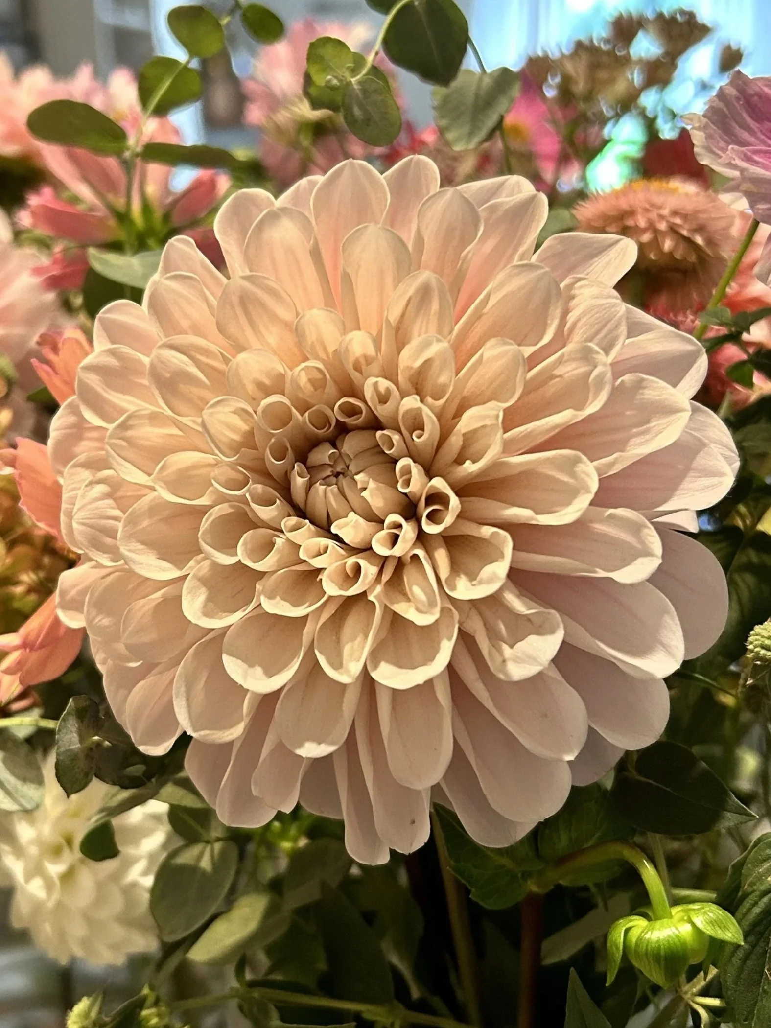 Sweet Nathalie Dahlia Tuber