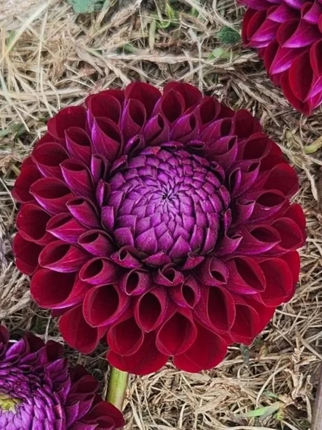 Ivanetti Dahlia Tuber