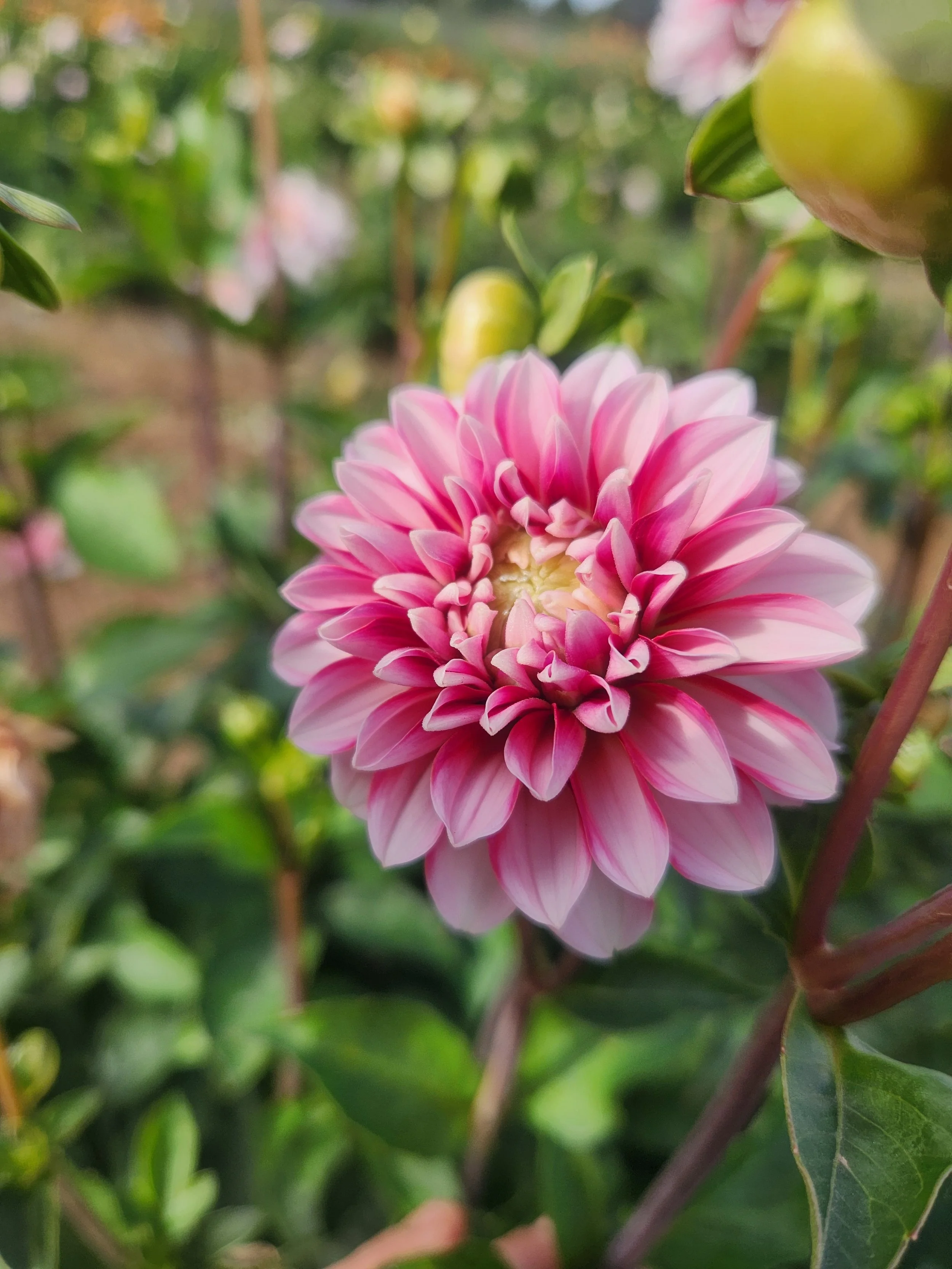 Strawberry Cream Dahlia Tuber