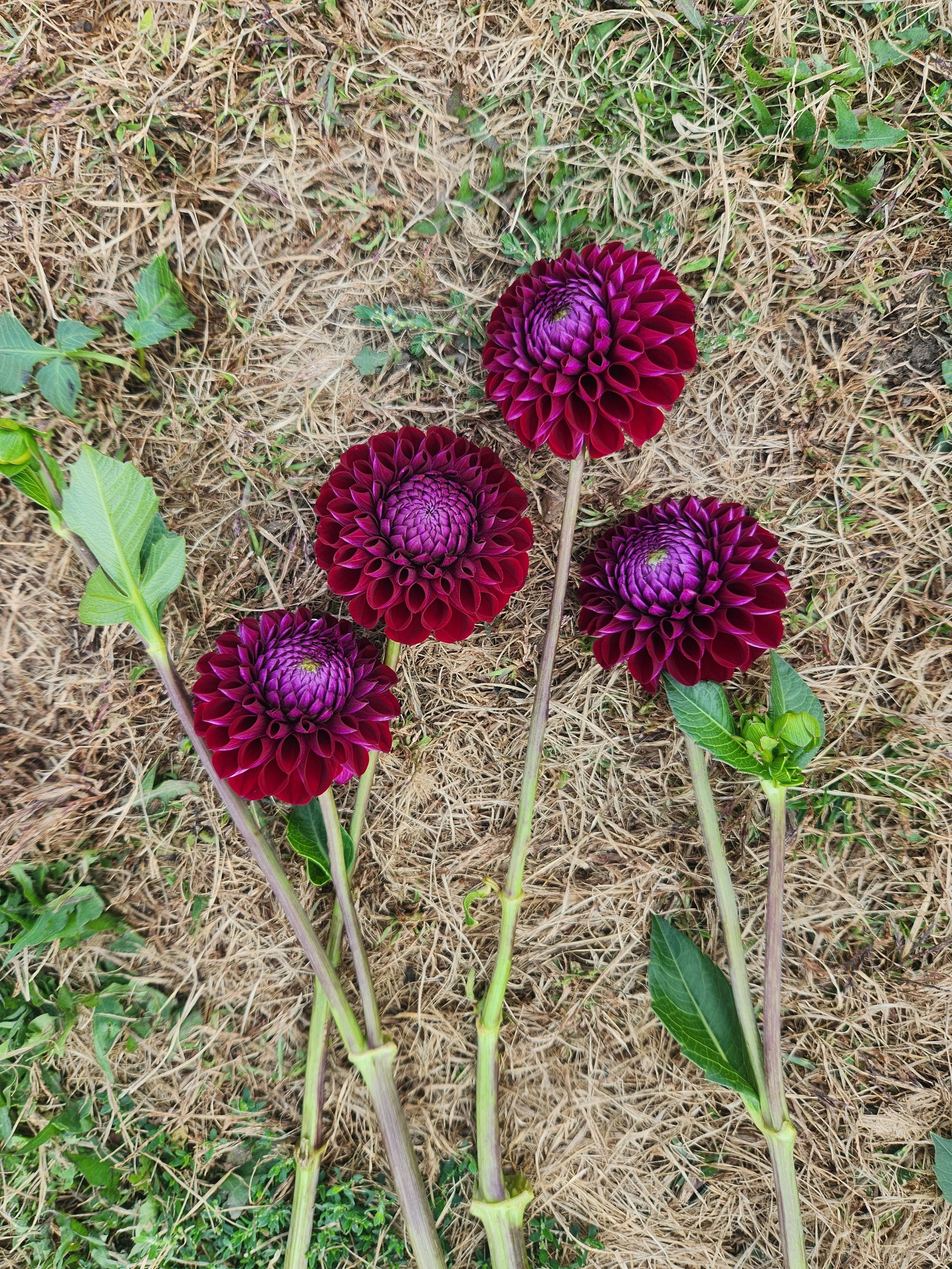 20240912_110107 (1).jpg