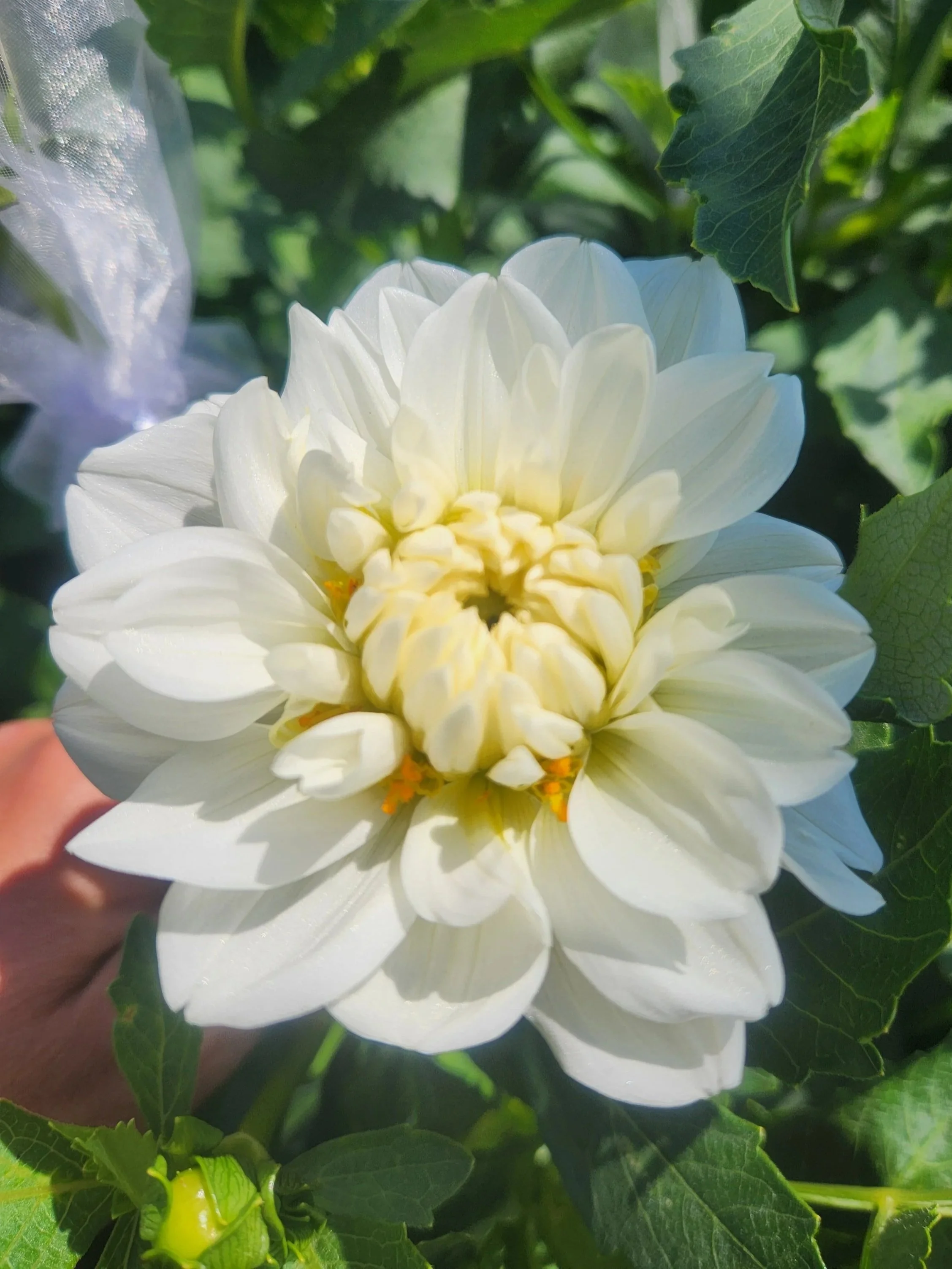 Bride to Be Dahlia Tuber - Sale starts in January