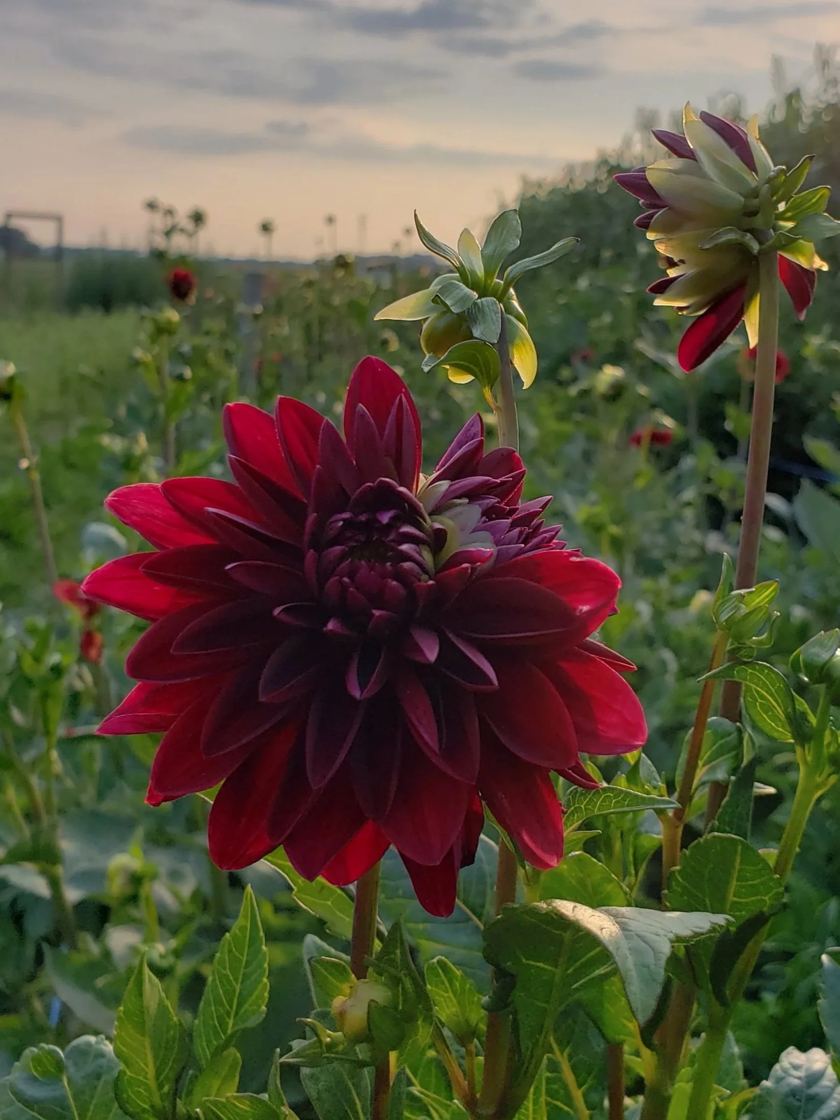 Karma Chocolate Dahlia Tuber