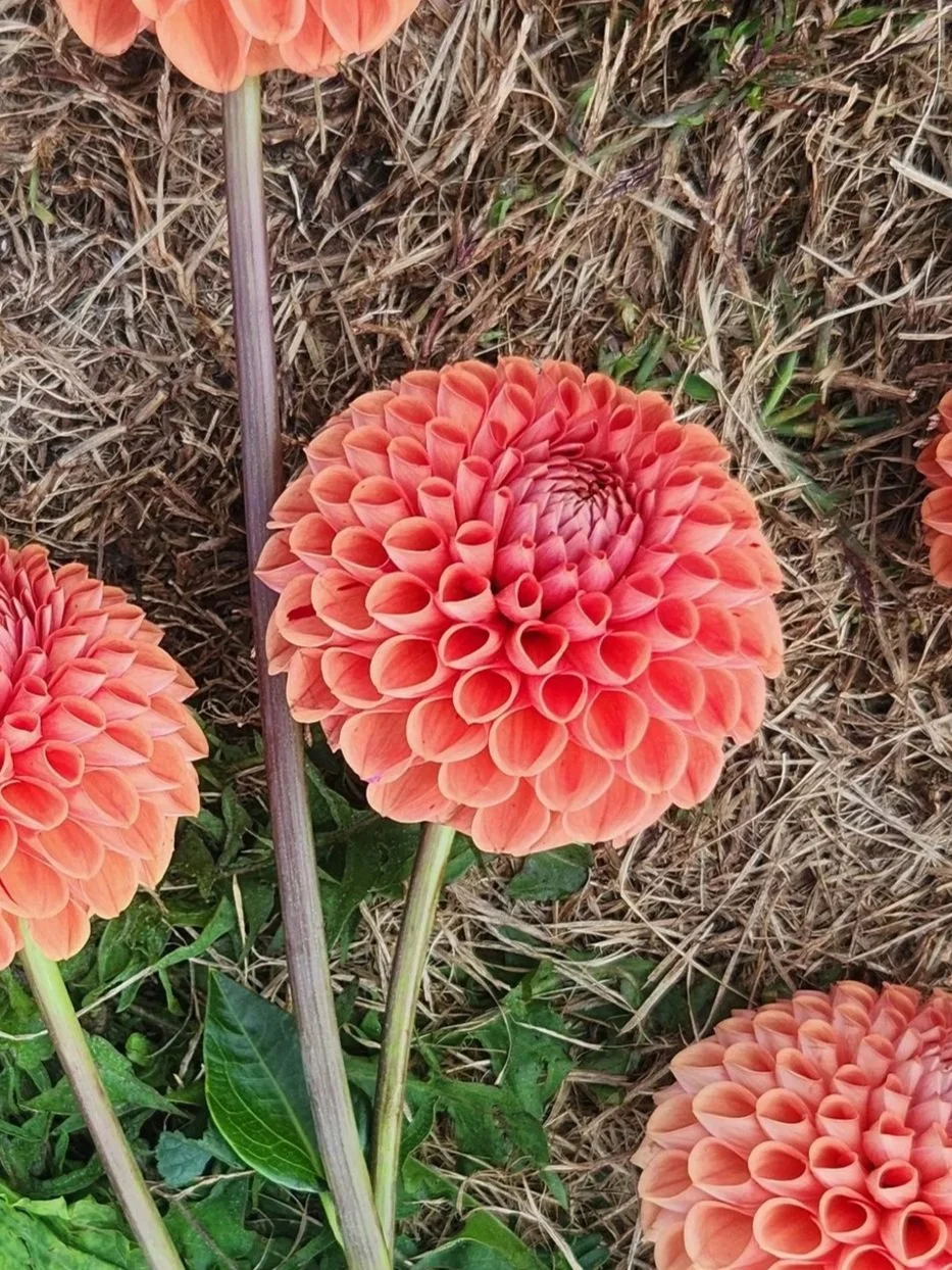 Cornel Bronze Dahlia Tuber - Sale starts in January