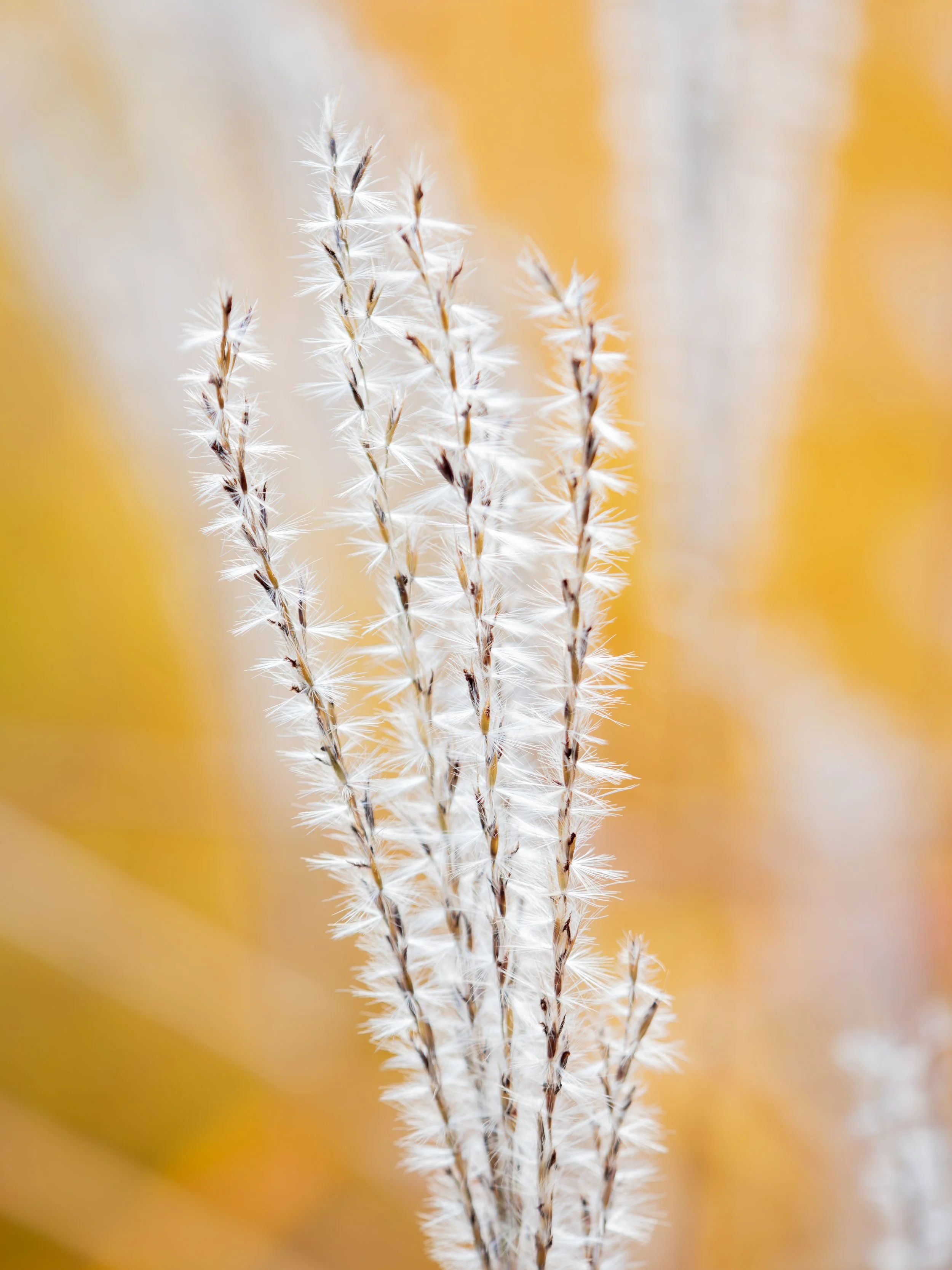 _A120834-DxO_DeepPRIME XD2s_XD.jpg