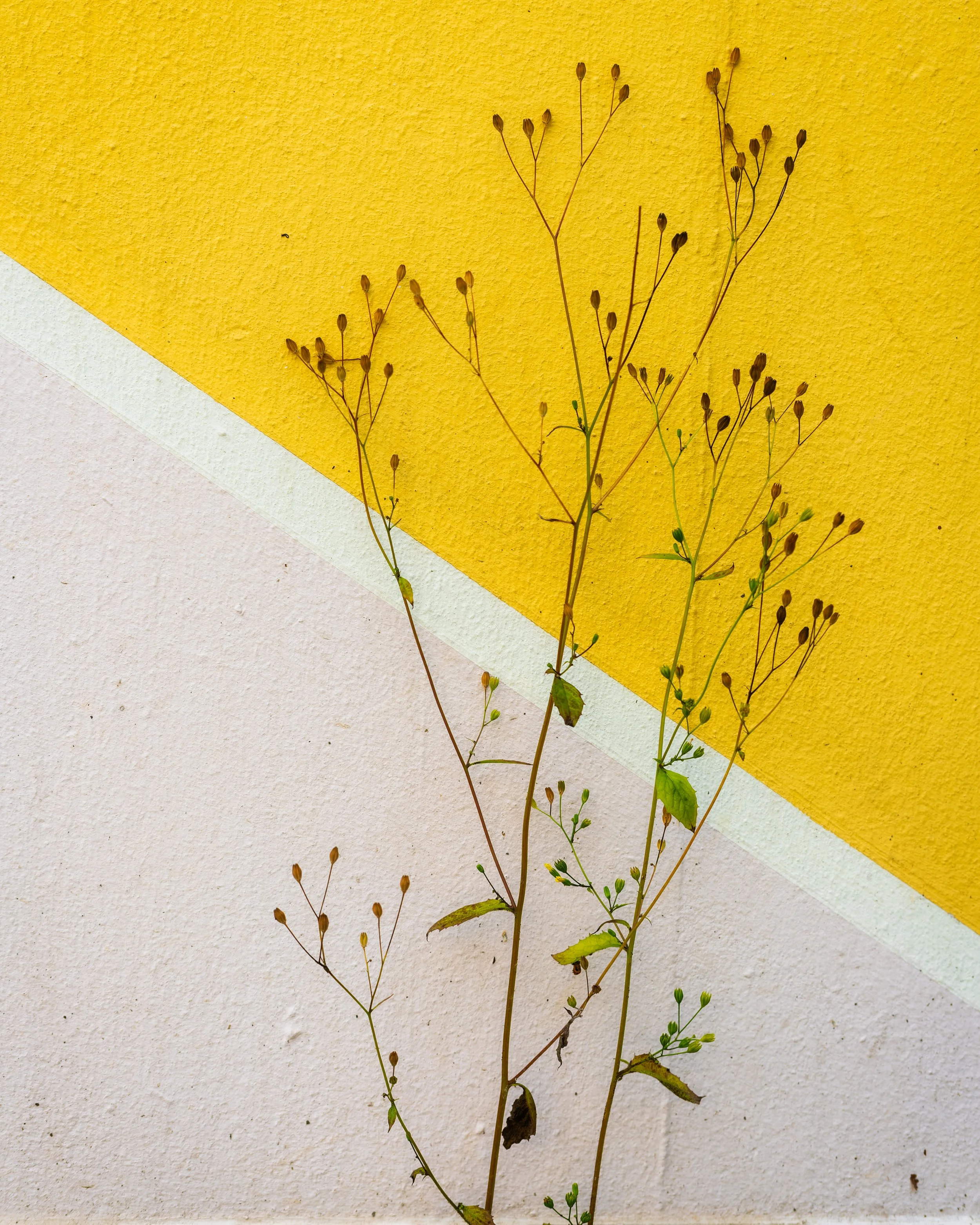 DSCF2291-DxO_DeepPRIME XD3 X-Trans beta.jpg