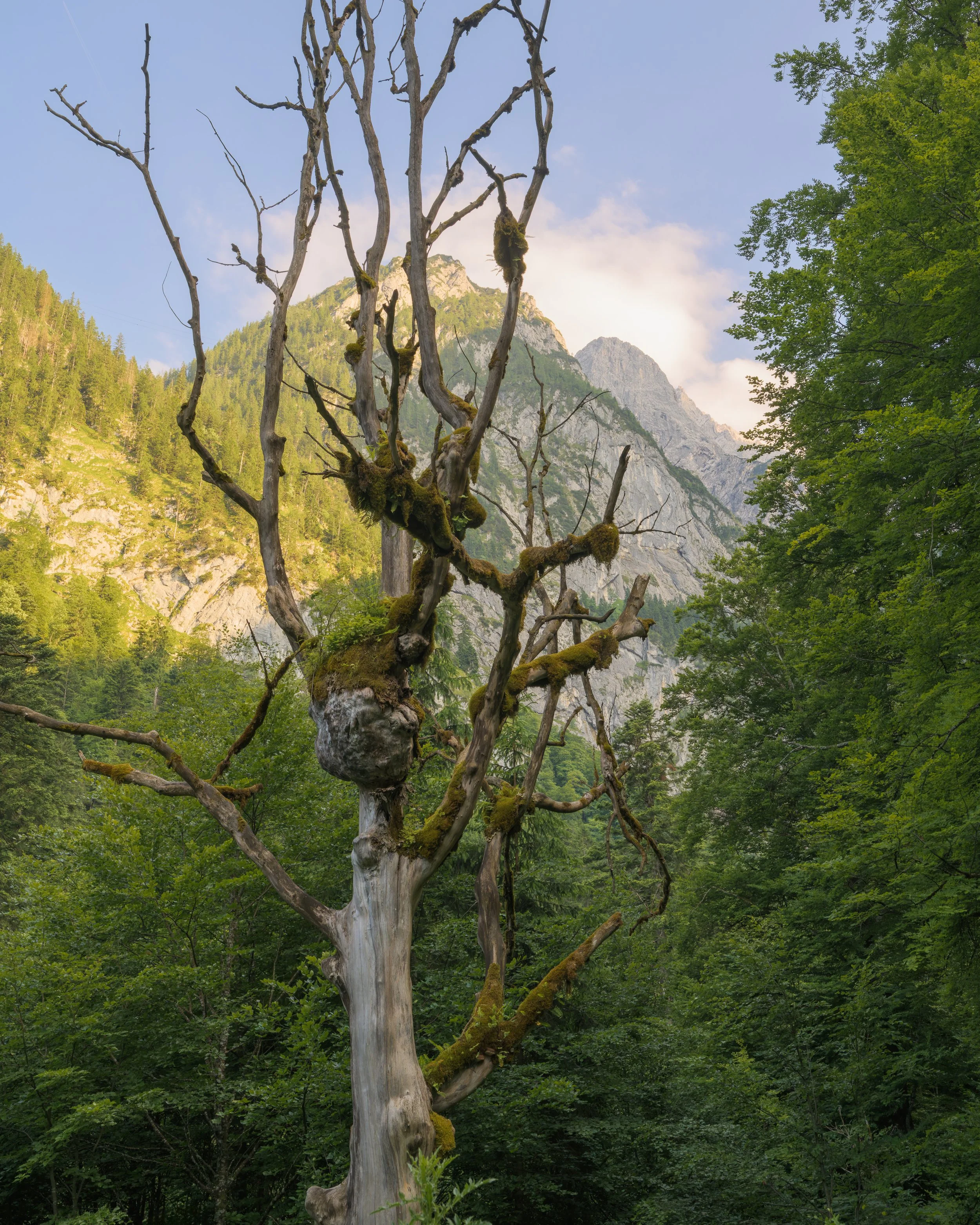 _ACR5260-DxO_DeepPRIME XD2s_XD.jpg