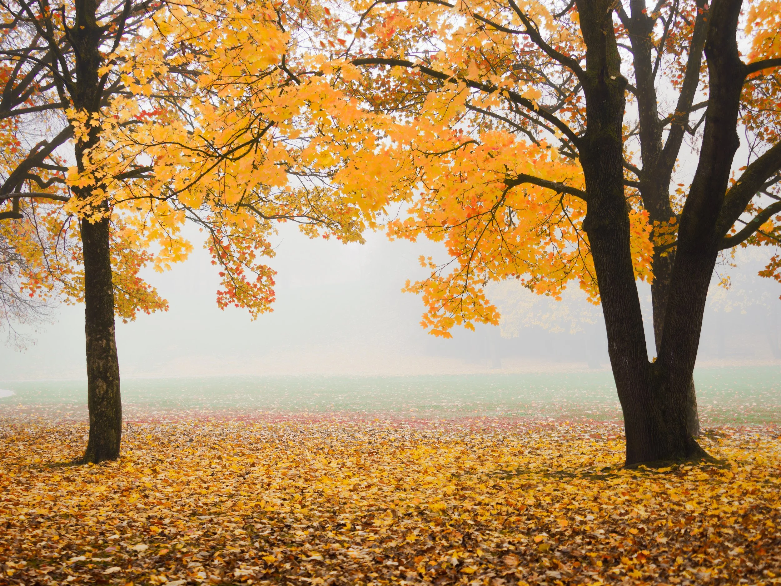 _A312461-DxO_DeepPRIME XD2s_XD.jpg