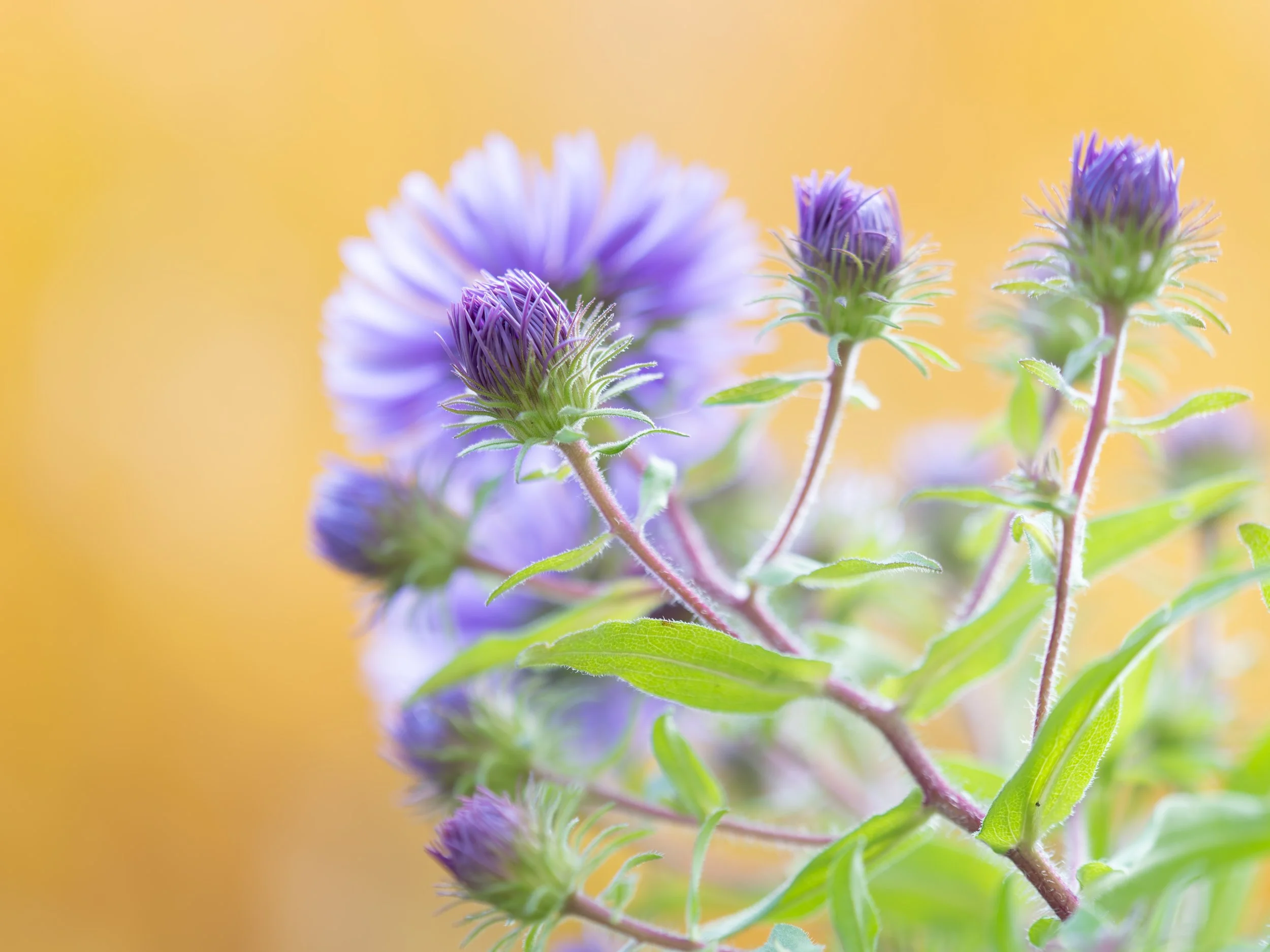 _A120828-DxO_DeepPRIME XD2s_XD.jpg