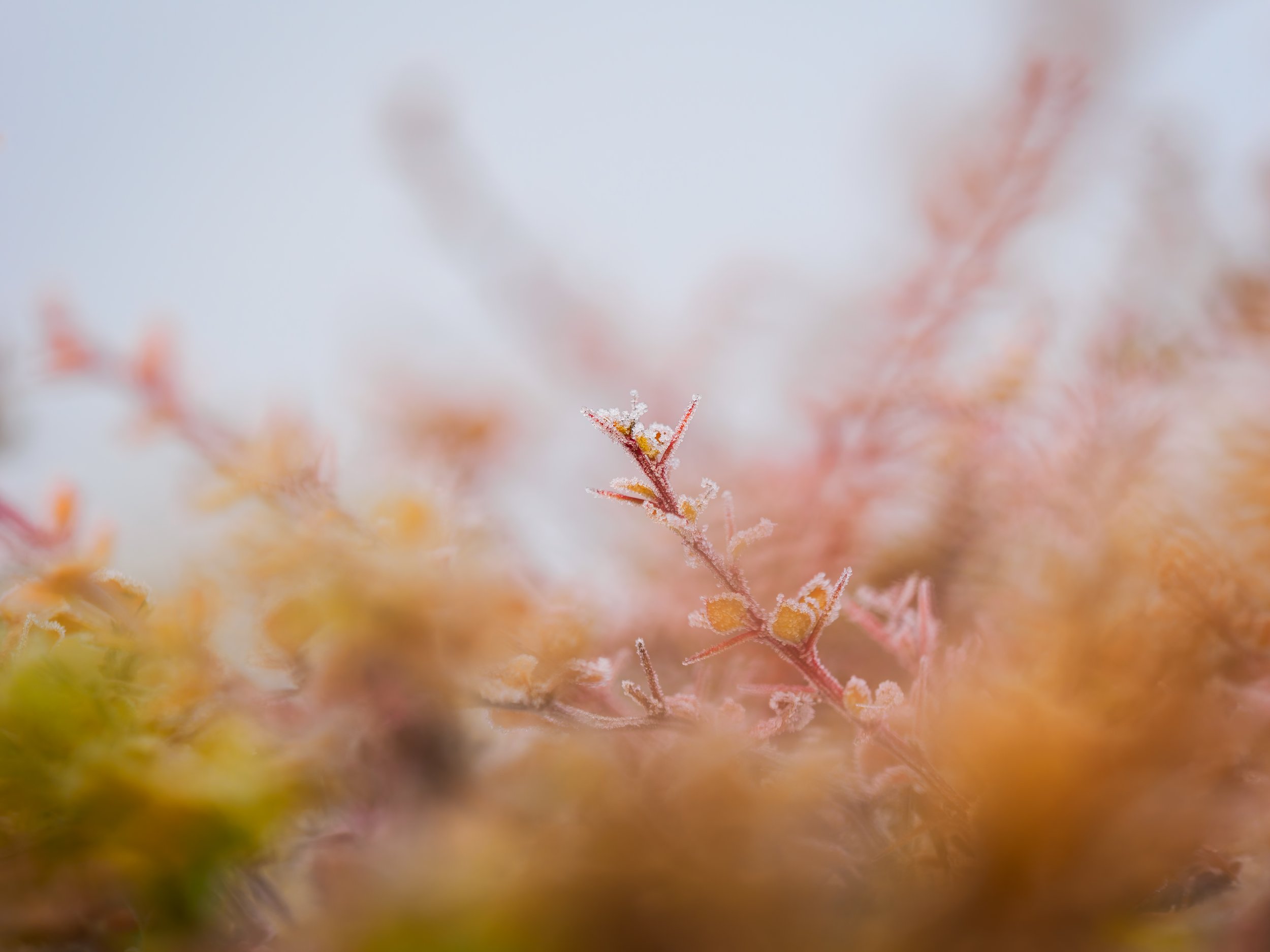 _B082612-DxO_DeepPRIME XD2s_XD.jpg