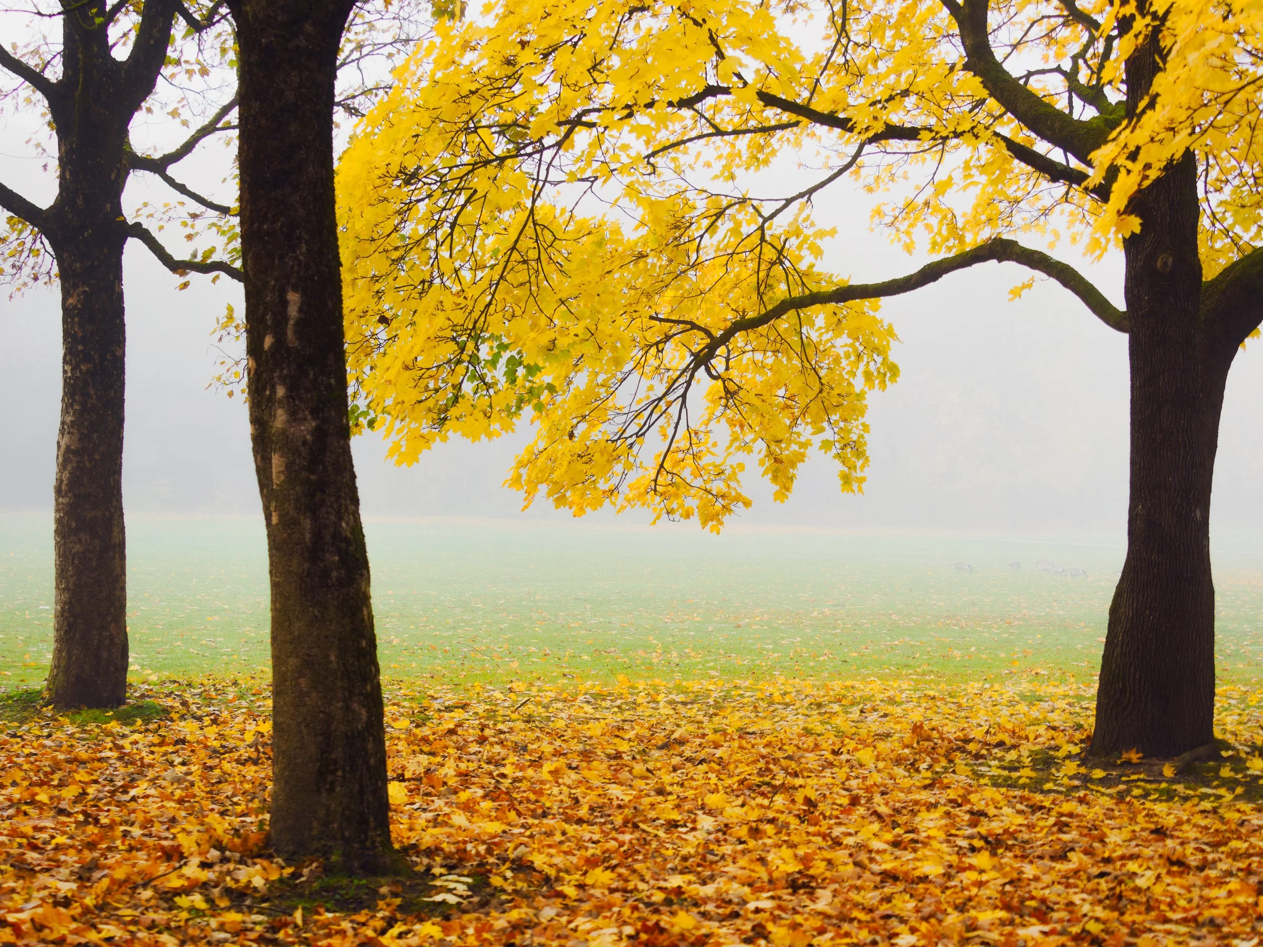 _A312462-DxO_DeepPRIME XD2s_XD.jpg