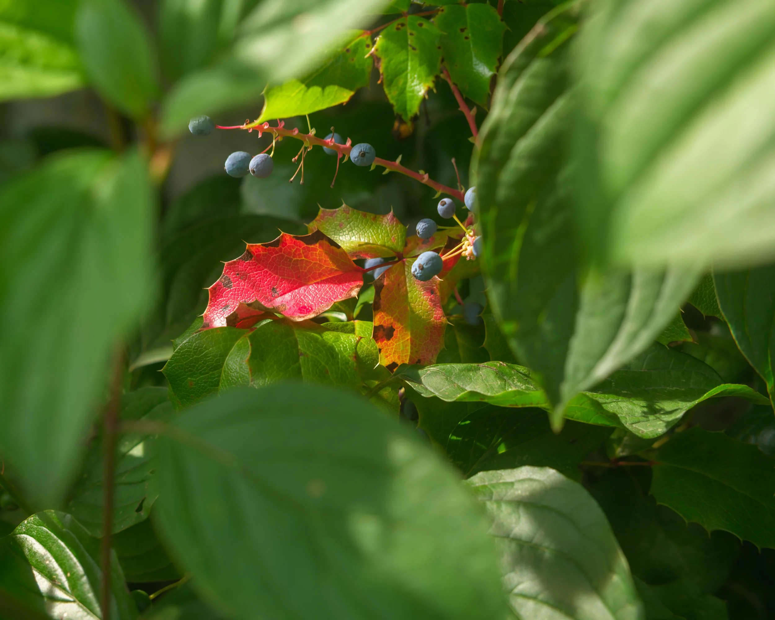 DSCF2288-DxO_DeepPRIME XD3 X-Trans beta.jpg