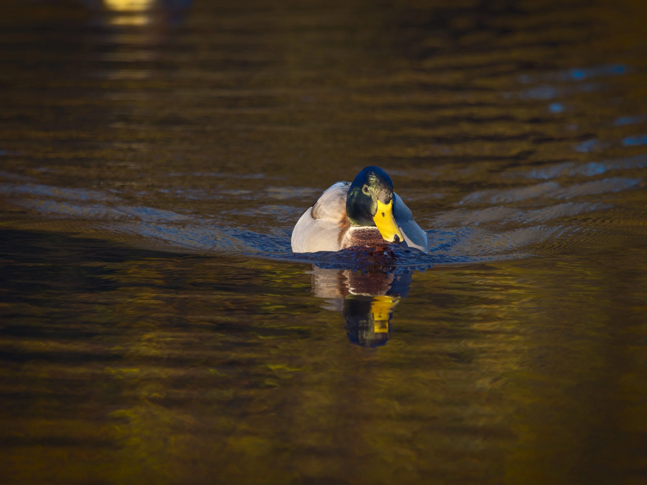 A1001750-DxO_DeepPRIME XD2s_XD.jpg