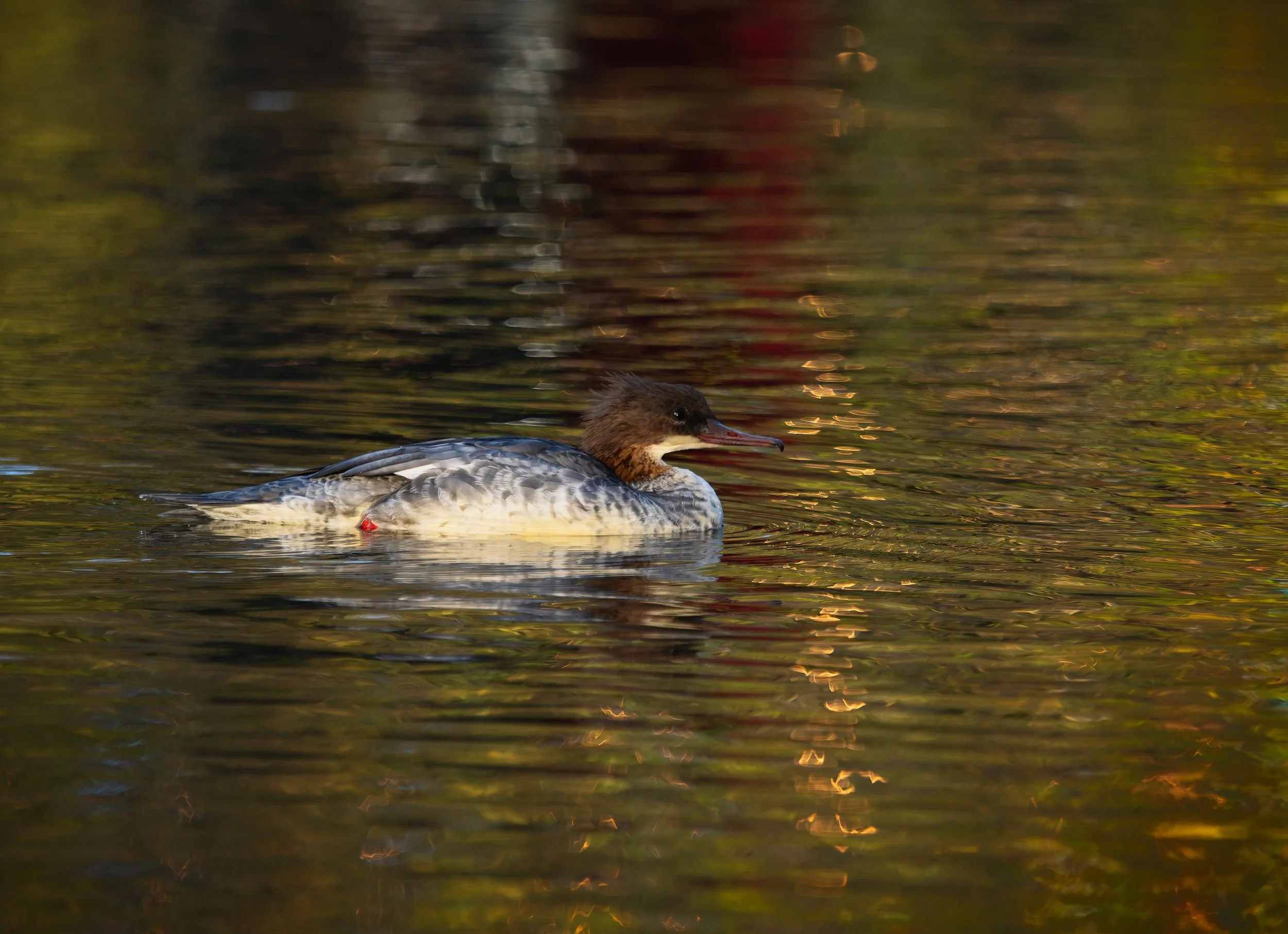 _A241357-DxO_DeepPRIME XD2s_XD.jpg