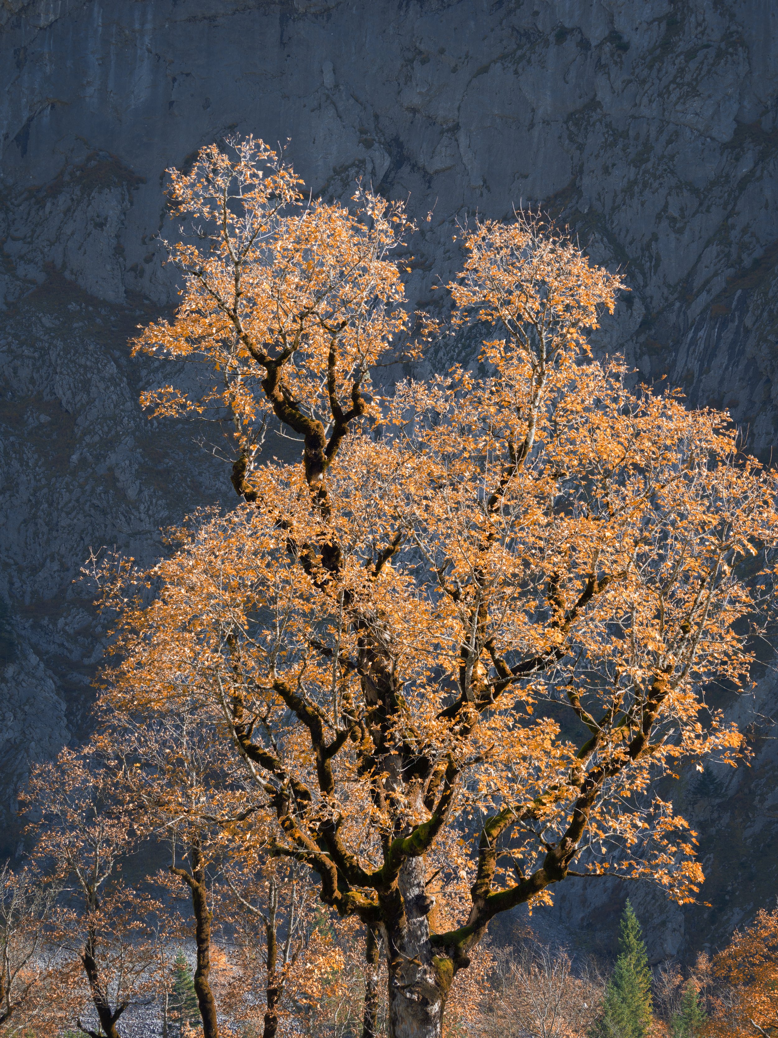 _A181013-DxO_DeepPRIME XD2s_XD.jpg