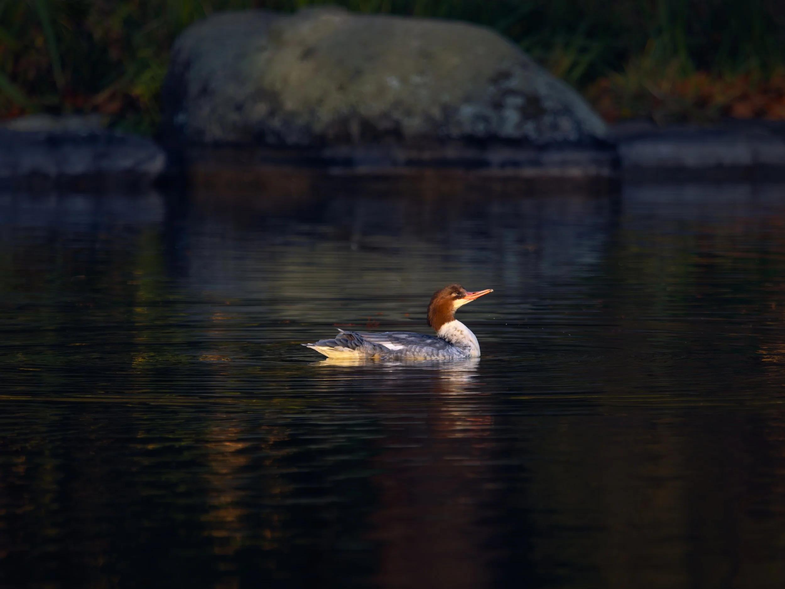 A1001630-DxO_DeepPRIME XD2s_XD.jpg