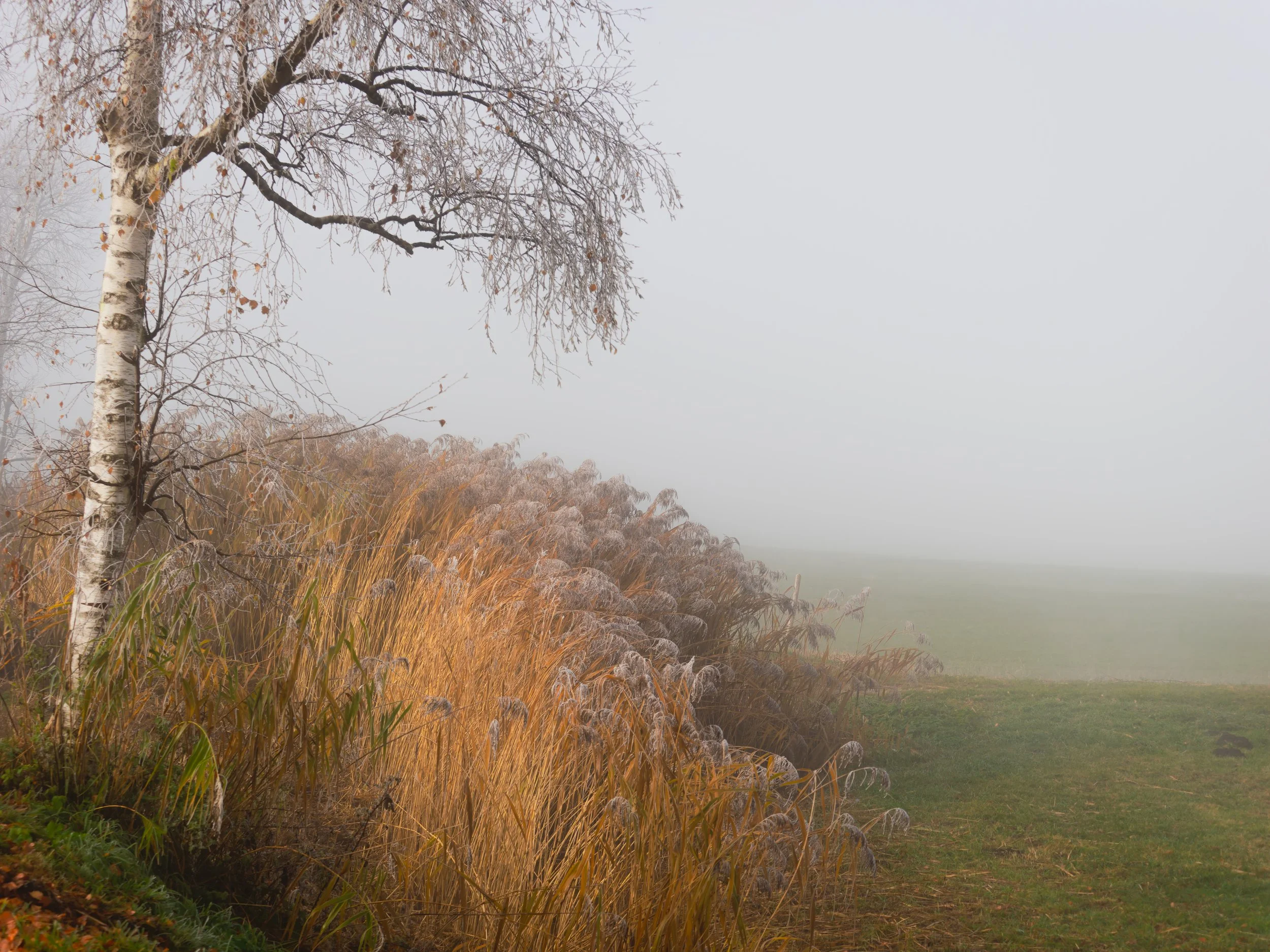 _B082688-DxO_DeepPRIME XD2s_XD.jpg