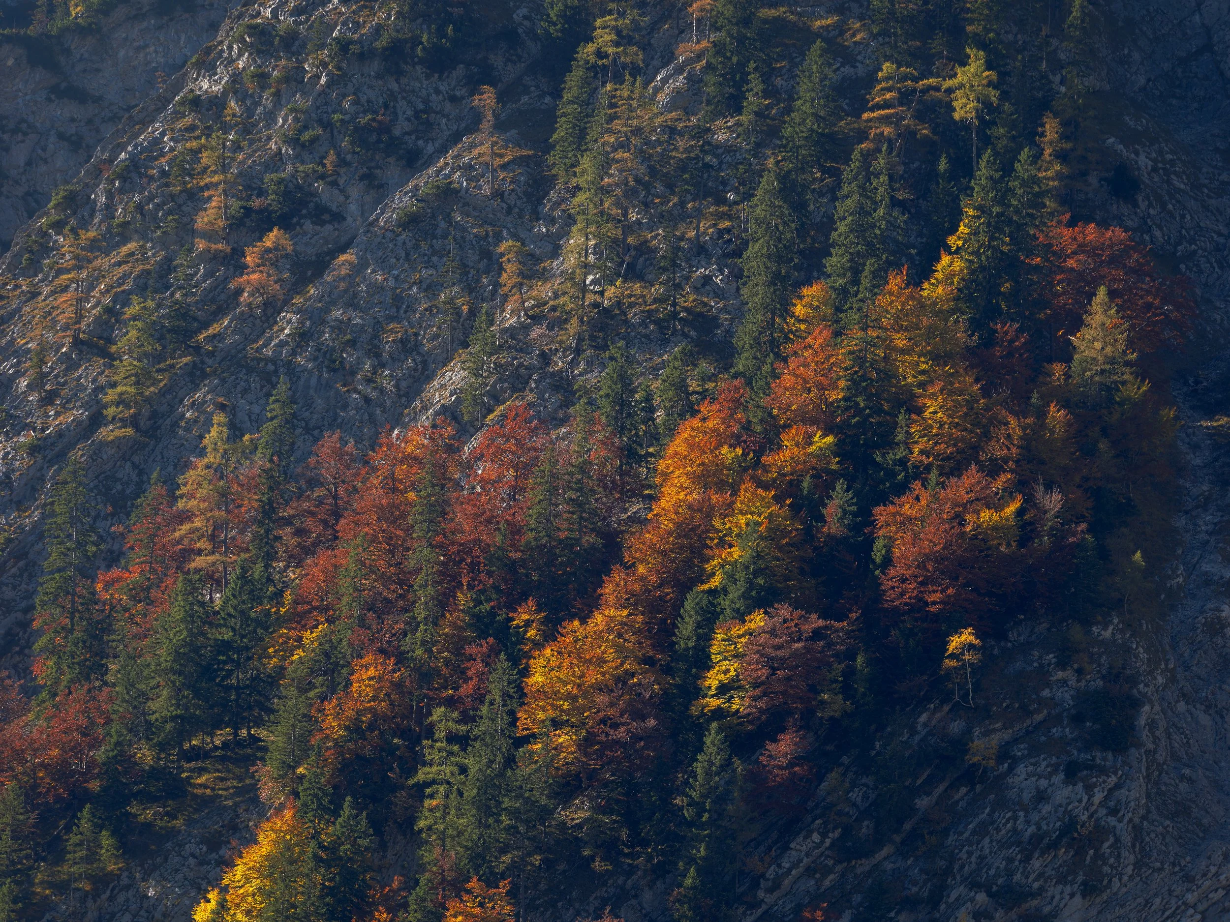 _A181017-DxO_DeepPRIME XD2s_XD.jpg