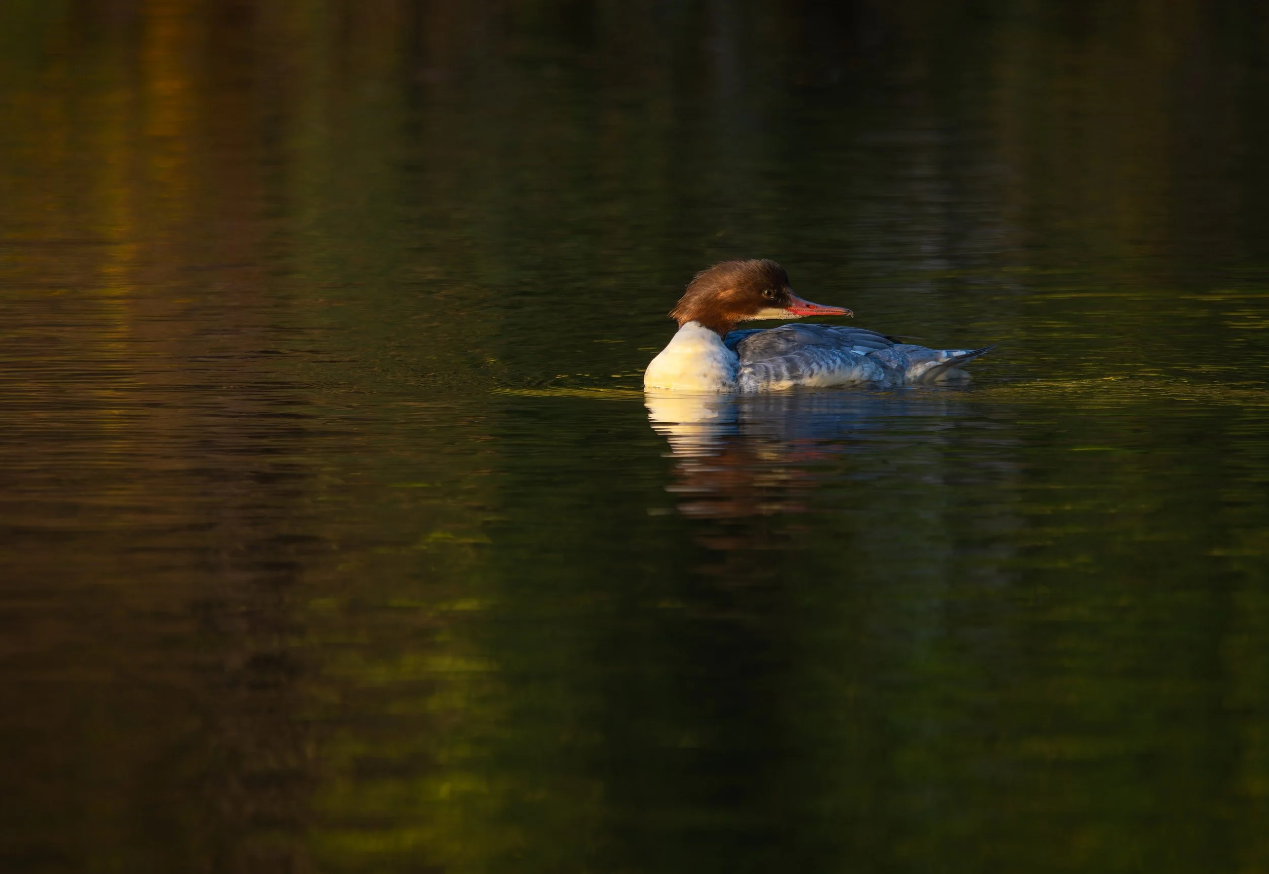 A1002096-DxO_DeepPRIME XD2s_XD.jpg