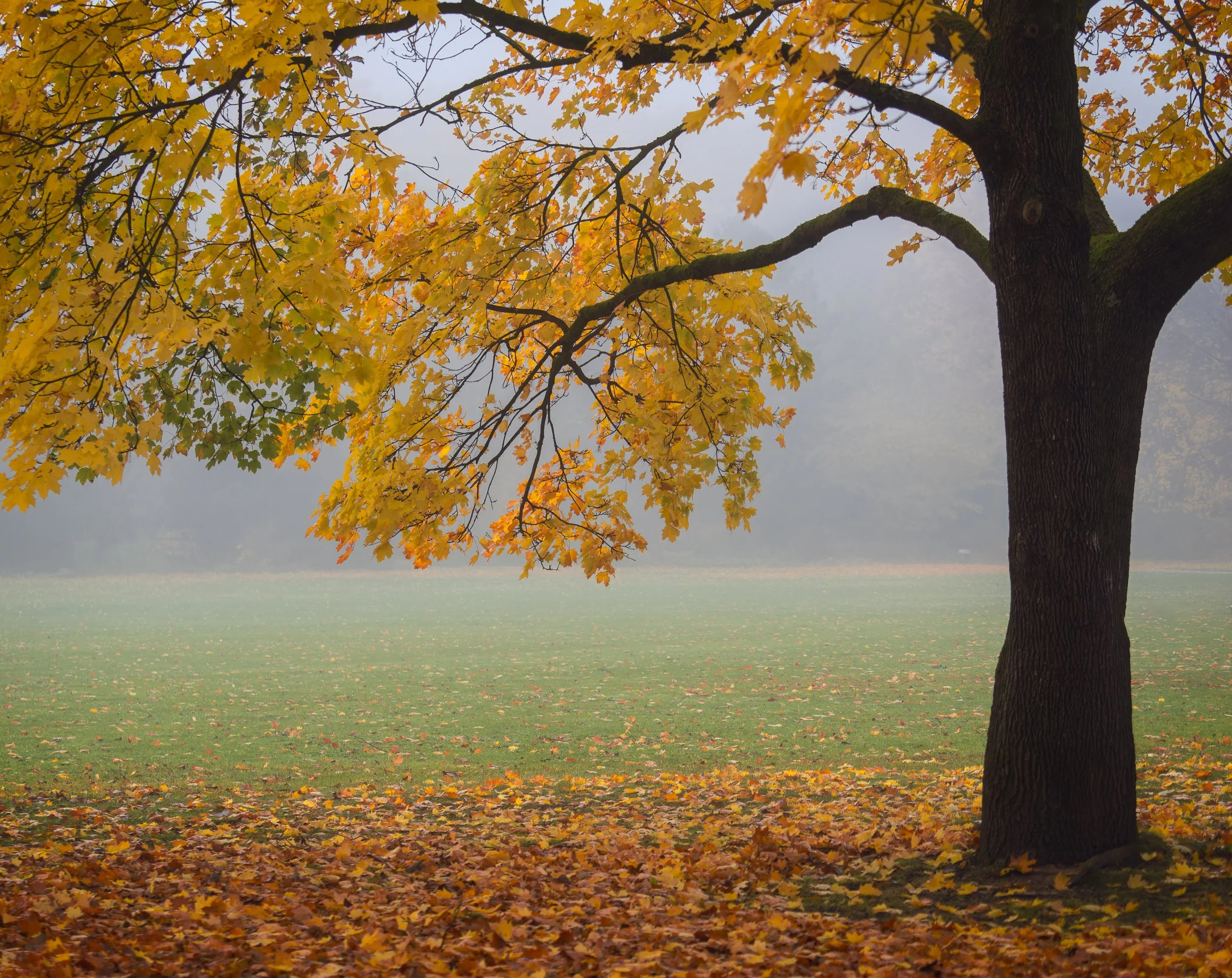 _A312463-DxO_DeepPRIME XD2s_XD.jpg