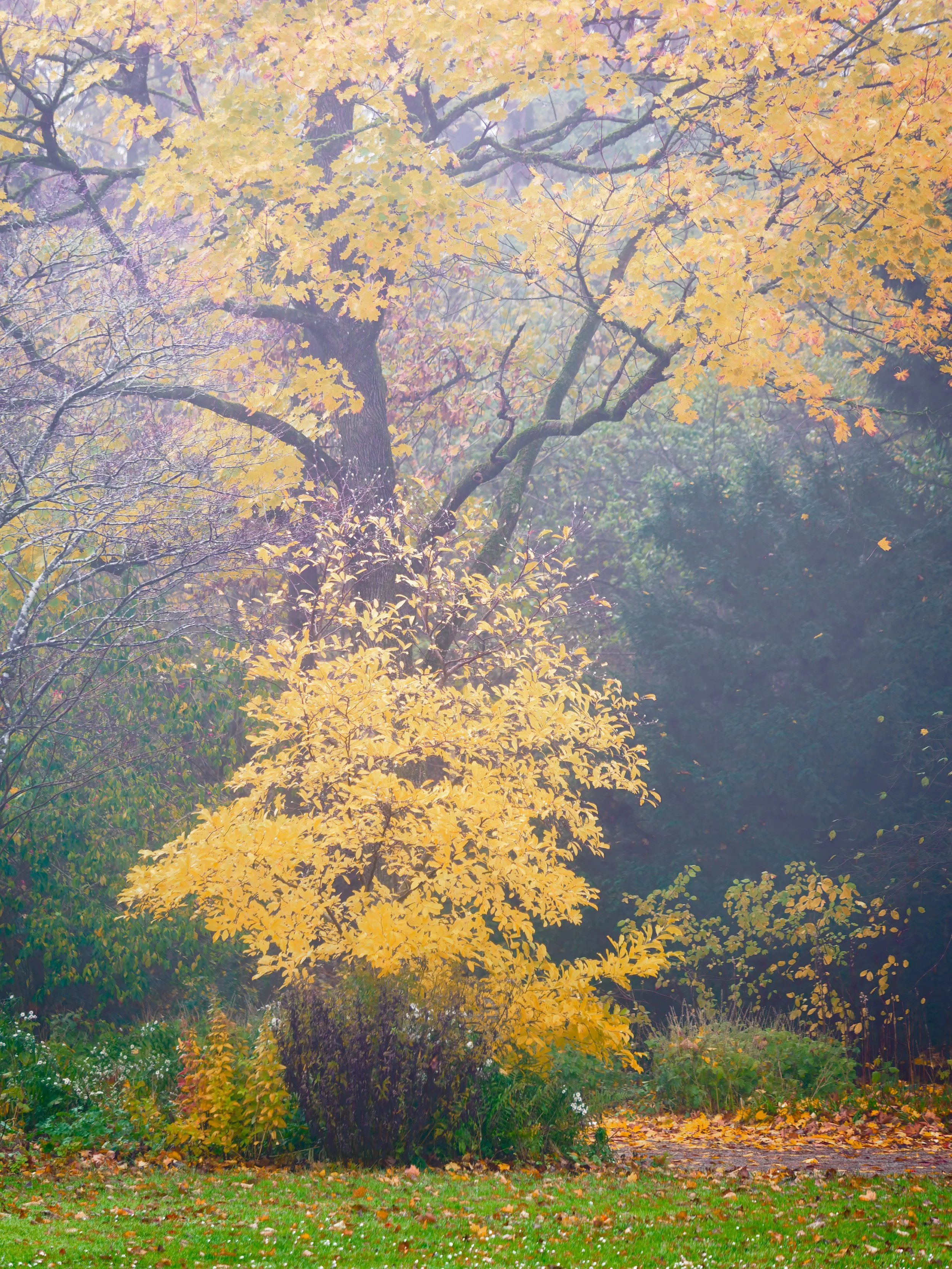 _A312451-DxO_DeepPRIME XD2s_XD.jpg