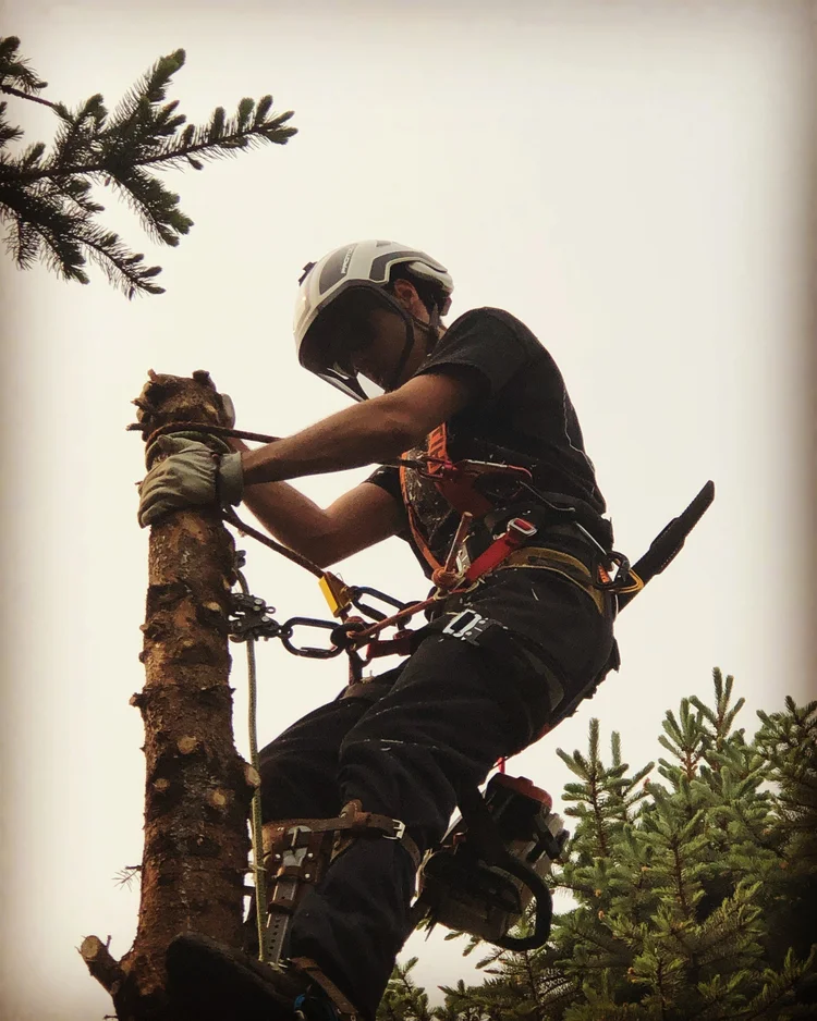 Tree Service Forclit Knowles Tree Service | Top Rated Tree Service and Land Clearing Company ...
