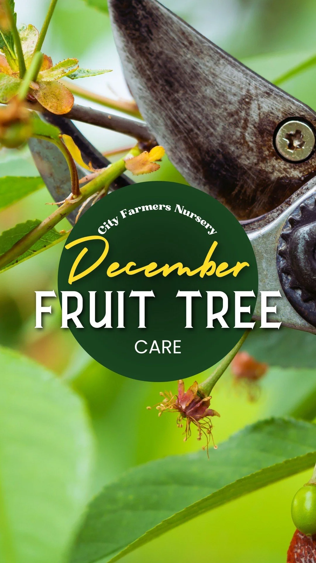 november-planting-strategies-city-farmers-nursery