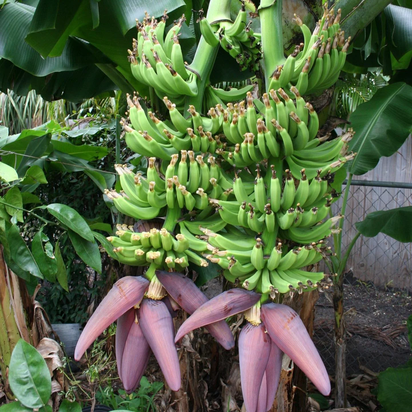 Banana Trees for SoCal Yards: Meet the Gold Finger and Double Mahoi 🍌🌴