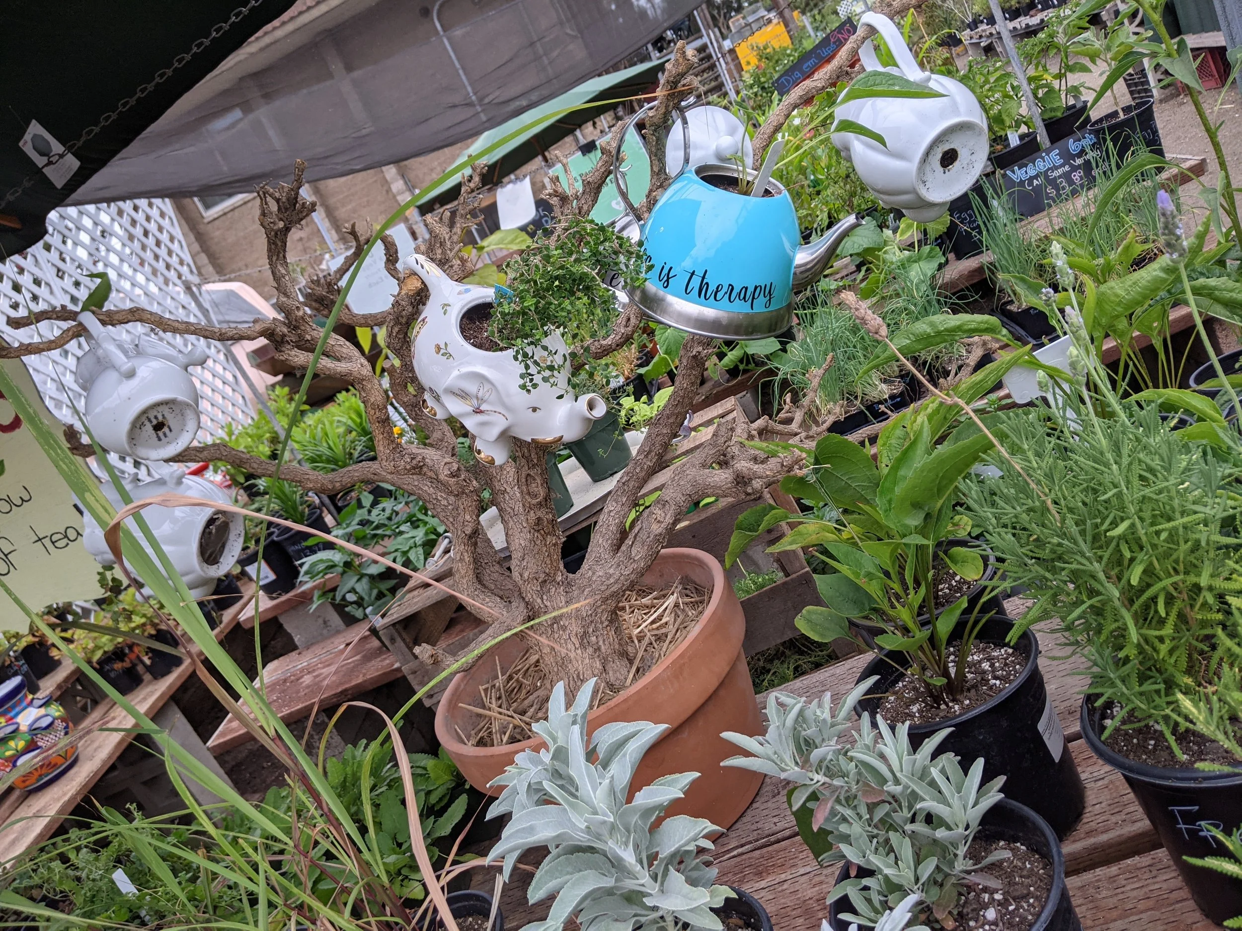 Tea Garden Time