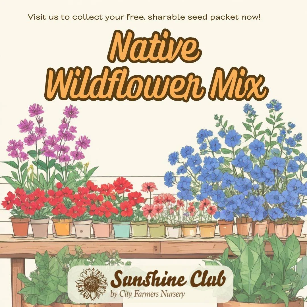 🌿 Sunshine Club: Native Wildflowers Are Here! 🌼

Native wildflowers bring beauty and life to your garden.

Pick up free native wildflower seeds at City Farmers Nursery. No sign-up, no cost, just the simple joy of growing flowers.

Hand-packed and d