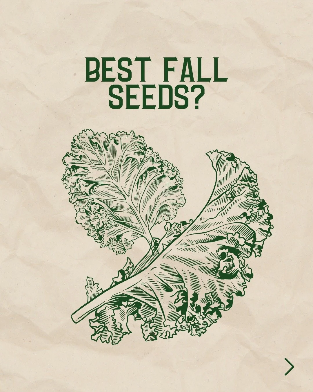 Why grow vegetables that disappear after one harvest when fall seeds can feed you for months? 🌱

At City Farmers, we're all about smart seed choices that keep your kitchen stocked! 

While most gardeners stick with carrots and radishes, we love the 