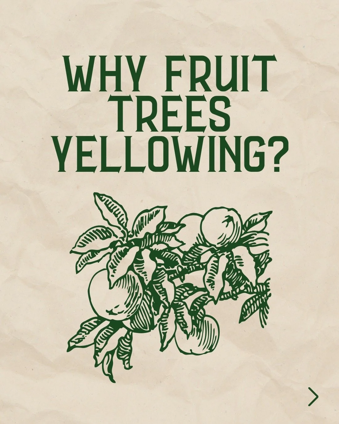Ever notice your fruit trees looking stressed in late summer, even though you're watering and caring for them perfectly?

Don't panic - your tree isn't struggling, it's smart! 🌳
Those yellowing leaves and early color changes? That's your tree alread