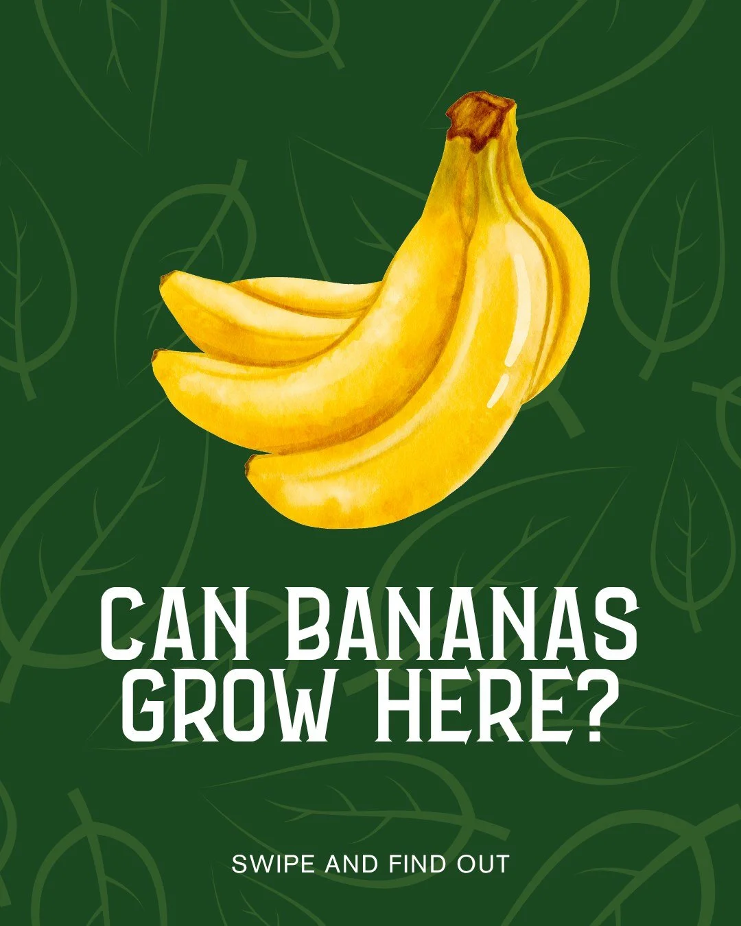 Think bananas only grow in Hawaii? San Diego is secretly perfect for them! 🍌

At City Farmers, our banana plants have been thriving for years, producing fruit that puts grocery stores to shame. The trick? 

Choosing compact varieties like Dwarf Cave