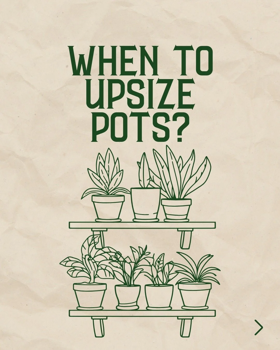 Is your plant always wilting, even though you just watered it yesterday?

Before you blame yourself, check the roots. When plants get rootbound, the tangled mass actually sheds water instead of soaking it up - like trying to pour water into a tightly