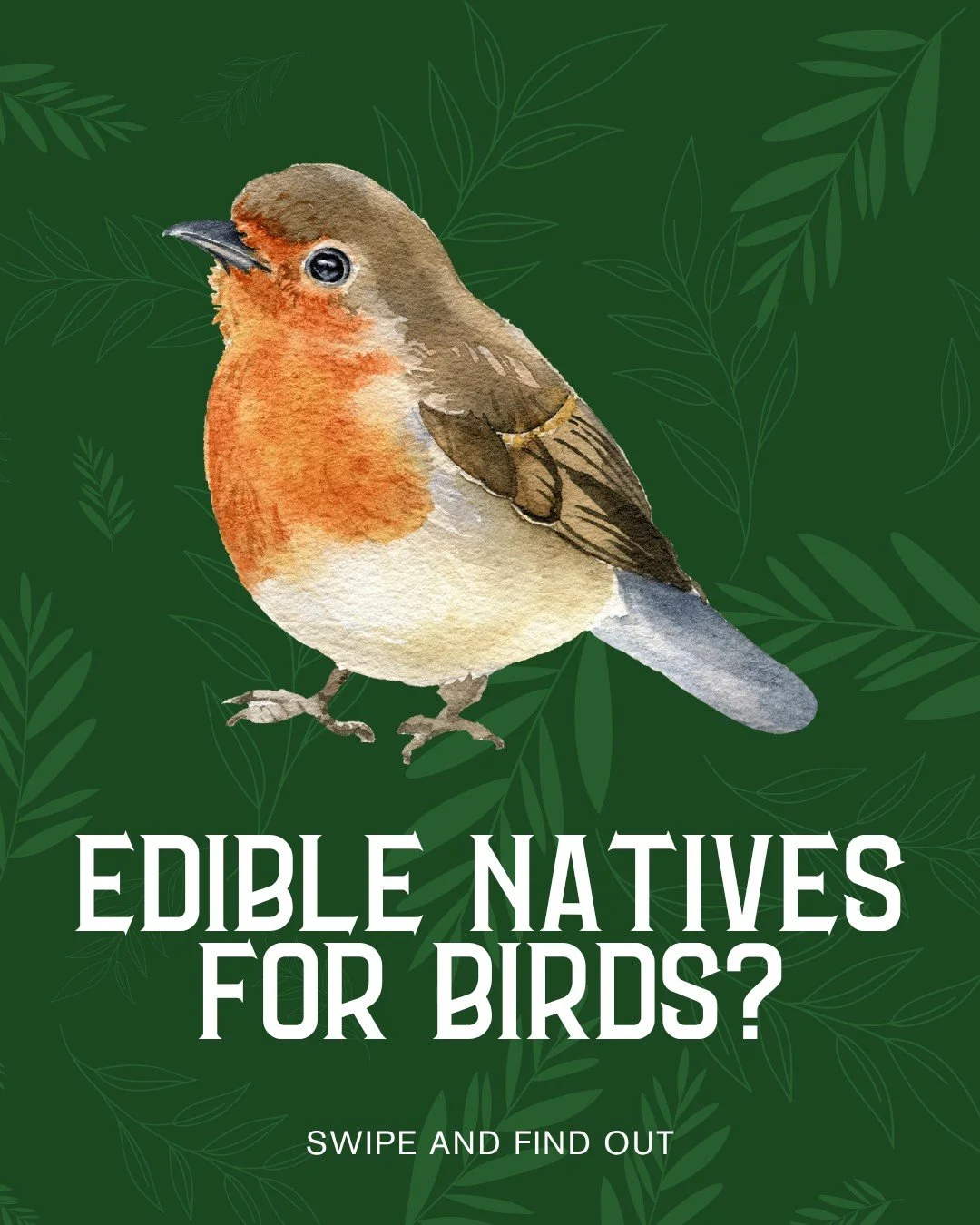 Why choose between feeding yourself and feeding the birds? 🐦

Edible natives are garden multitaskers - delicious for you, essential for local wildlife.

Our favorites:
California Native Tarragon - year-round culinary herb, pollinators love it
Beach 