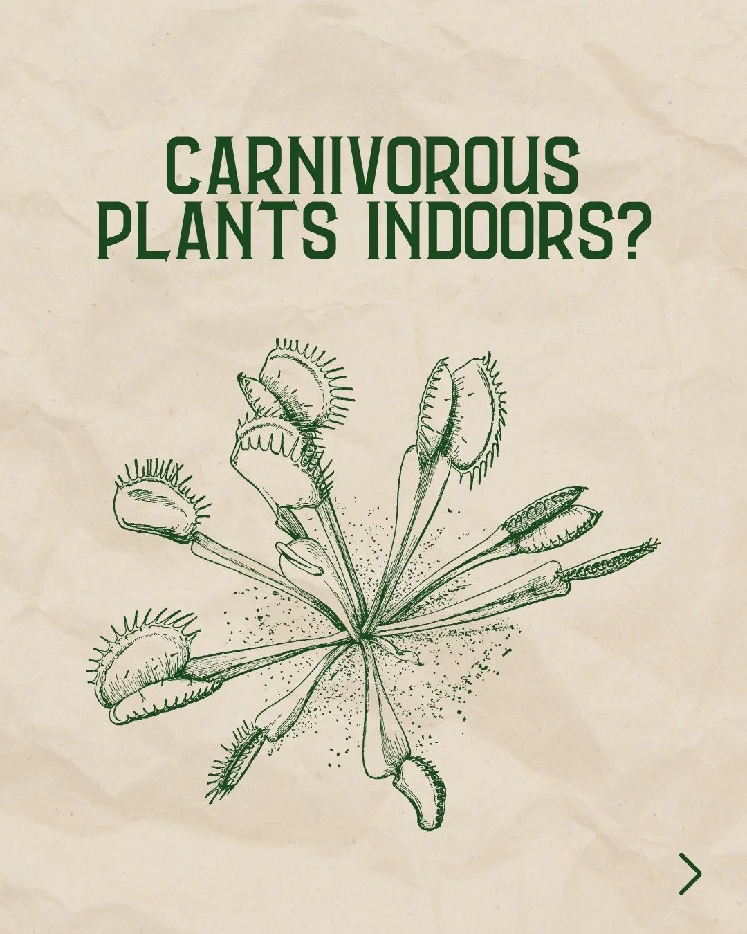 Think carnivorous plants are too high-maintenance? They're just houseplants with benefits! 🪴

The &quot;fussy&quot; reputation is overblown. They need bright light and consistent moisture - that's it. Plus they eat bugs, which is objectively cool.


