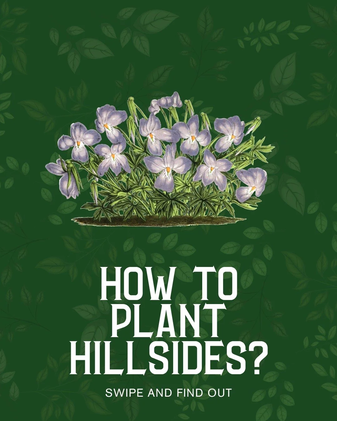 Got a hillside that's giving you anxiety? 🏔️

We've stabilized slopes every way possible - fruit trees, natives, retaining walls. 

As plants grow bigger, those water-catching bowls become crucial for stability.

Bring us photos, soil samples, or ju