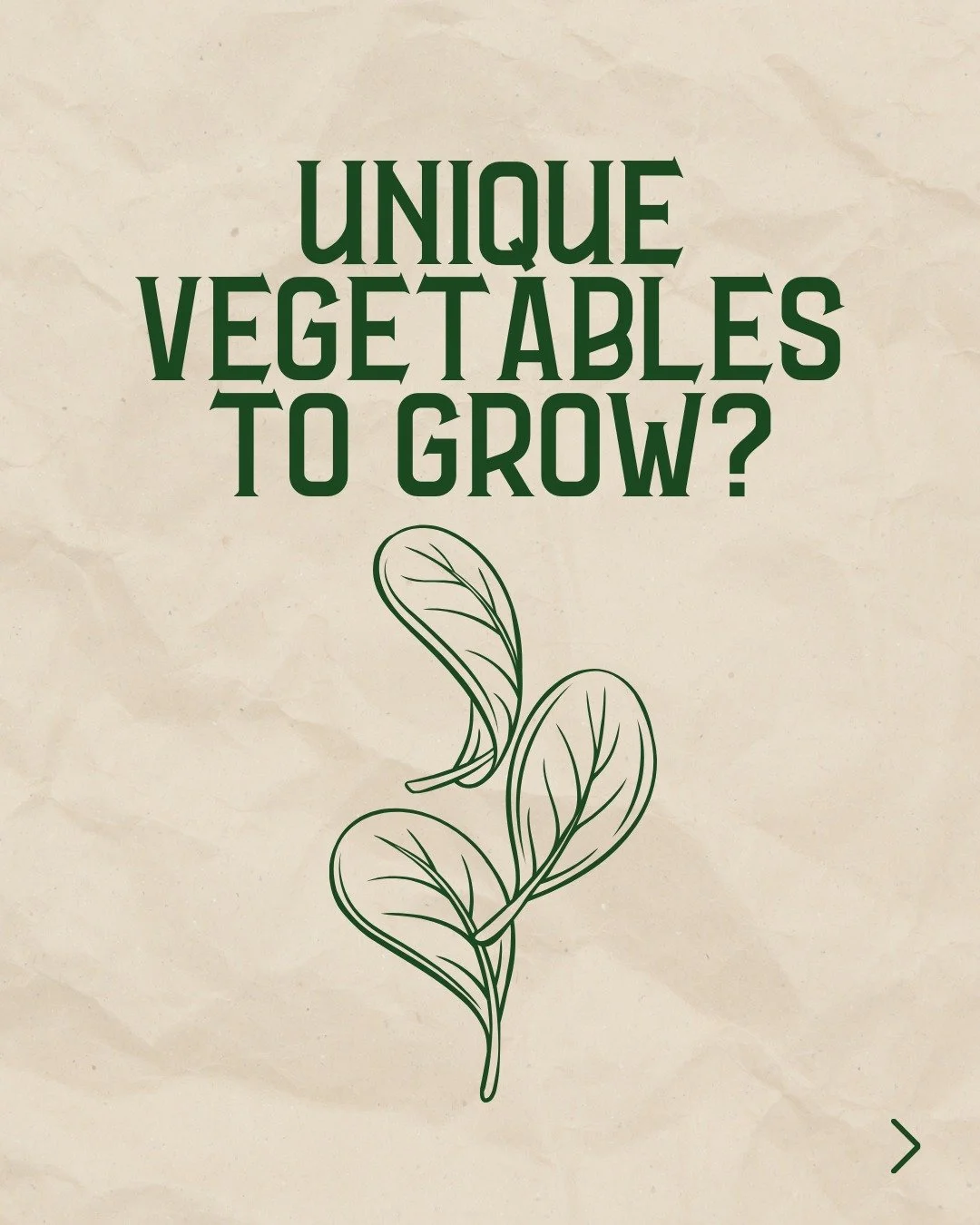Why grow the same stuff you can already buy at the store? 🌱

The real fun in gardening is growing things your neighbors have never heard of - varieties that don't ship well or aren't popular enough for mass production.

Pro tip: Check out the seed s