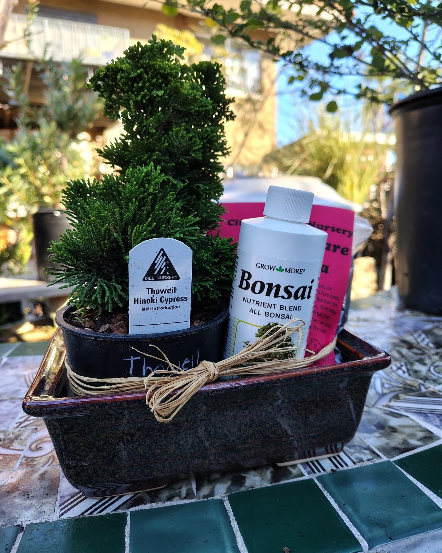 Our pre-made bonsai kits have become one of the most-requested gifts in the shop&mdash;and for good reason. 

We've bundled everything someone needs to start their bonsai journey: the tree, the tools, the soil, the knowledge.

These aren't just plant