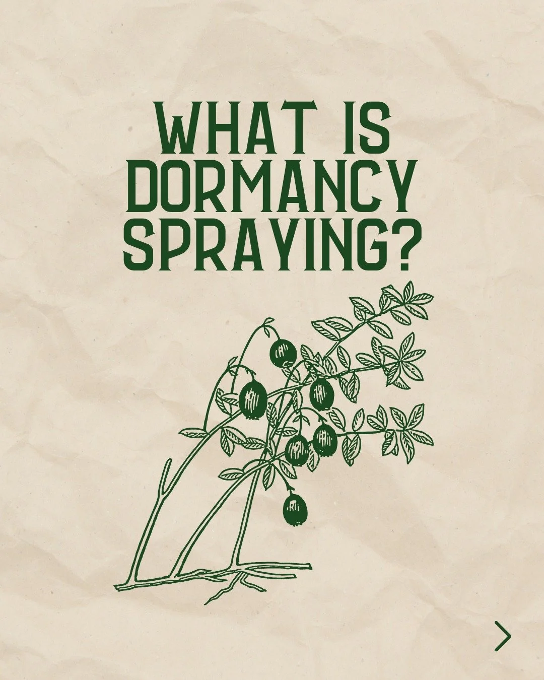 What is dormancy spraying and why does it matter? 🌳

This winter practice tackles last year's pest and disease problems while your fruit trees are bare and dormant.

Using horticultural oil and liquid copper in a strategic sequence, you can prevent 