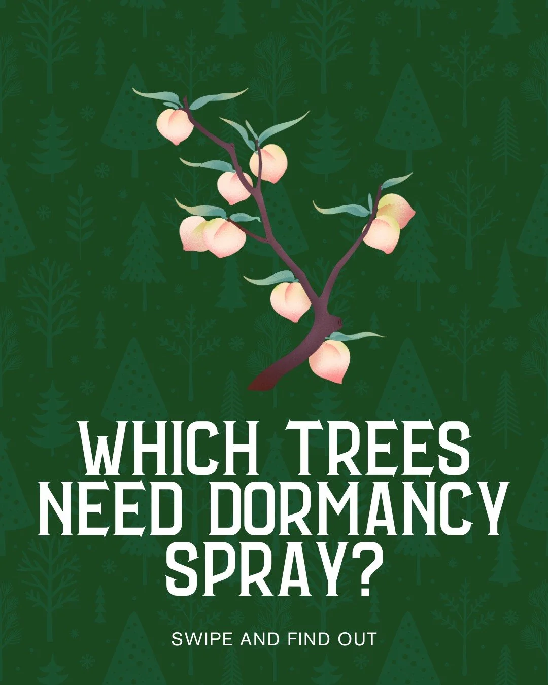 Which trees beyond fruit trees need dormancy spraying? 🌳

If your jacaranda or crepe myrtle gets covered in powdery mildew every spring, winter is your chance to break that cycle.

The same dormancy spray routine that protects fruit trees works for 